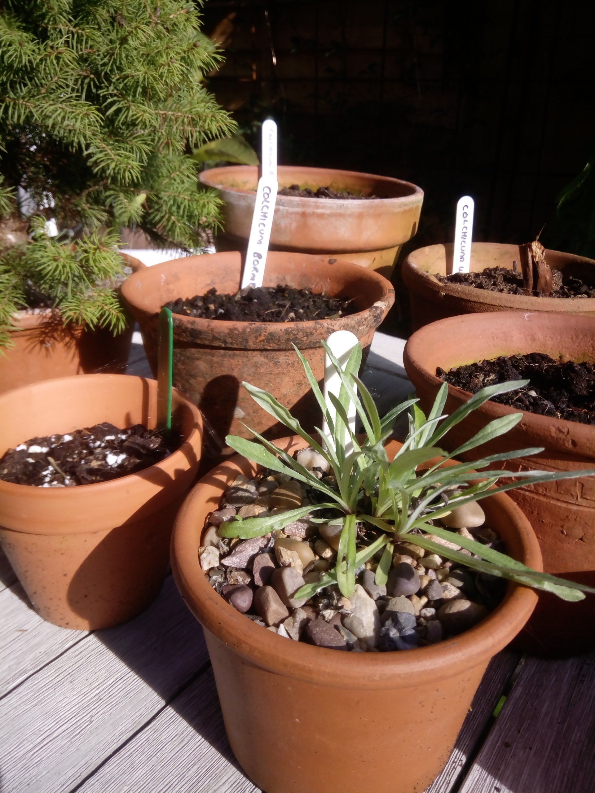 Terracotta Pots