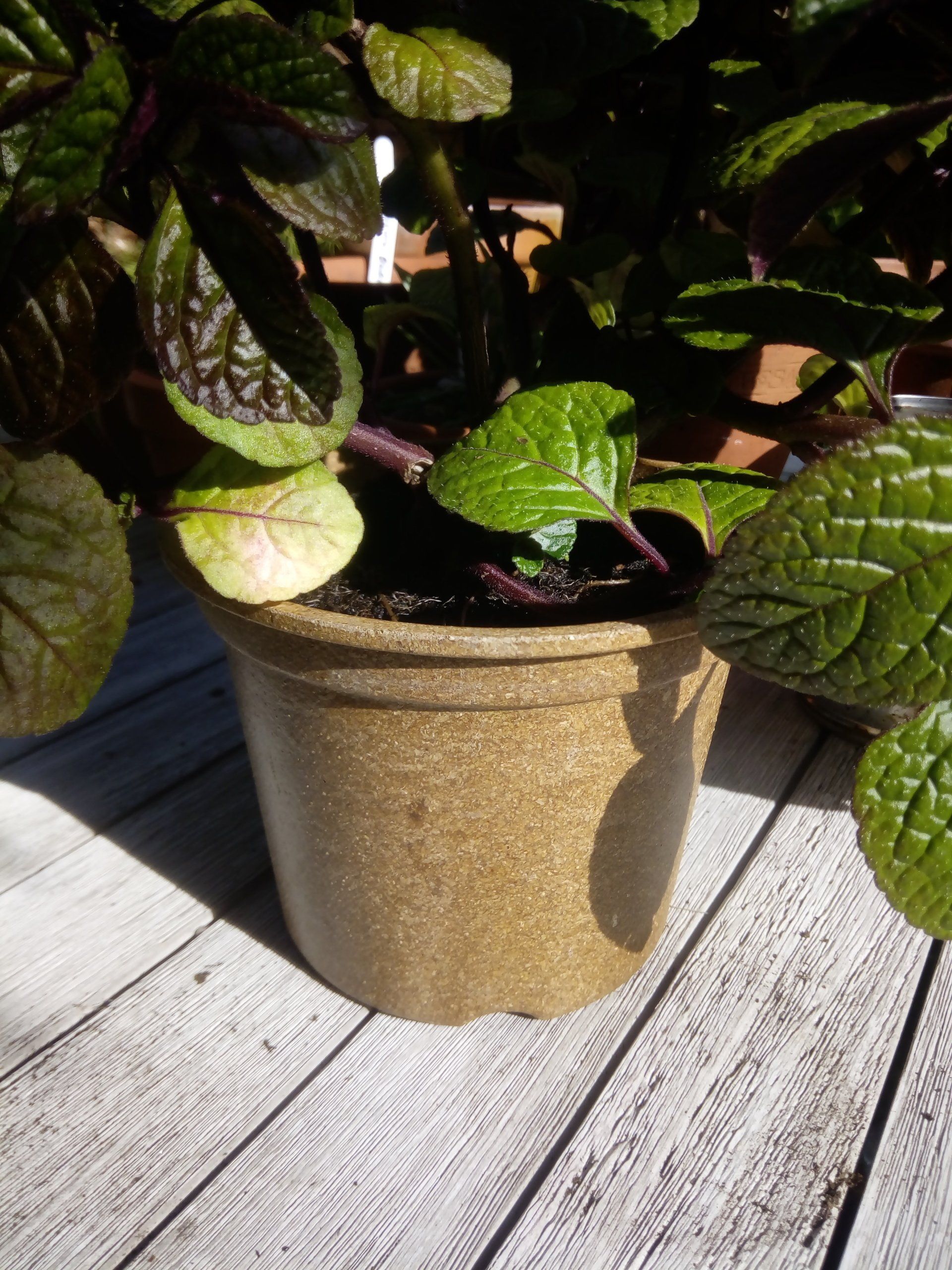 Plectranthus in a Brown Bamboo Pot