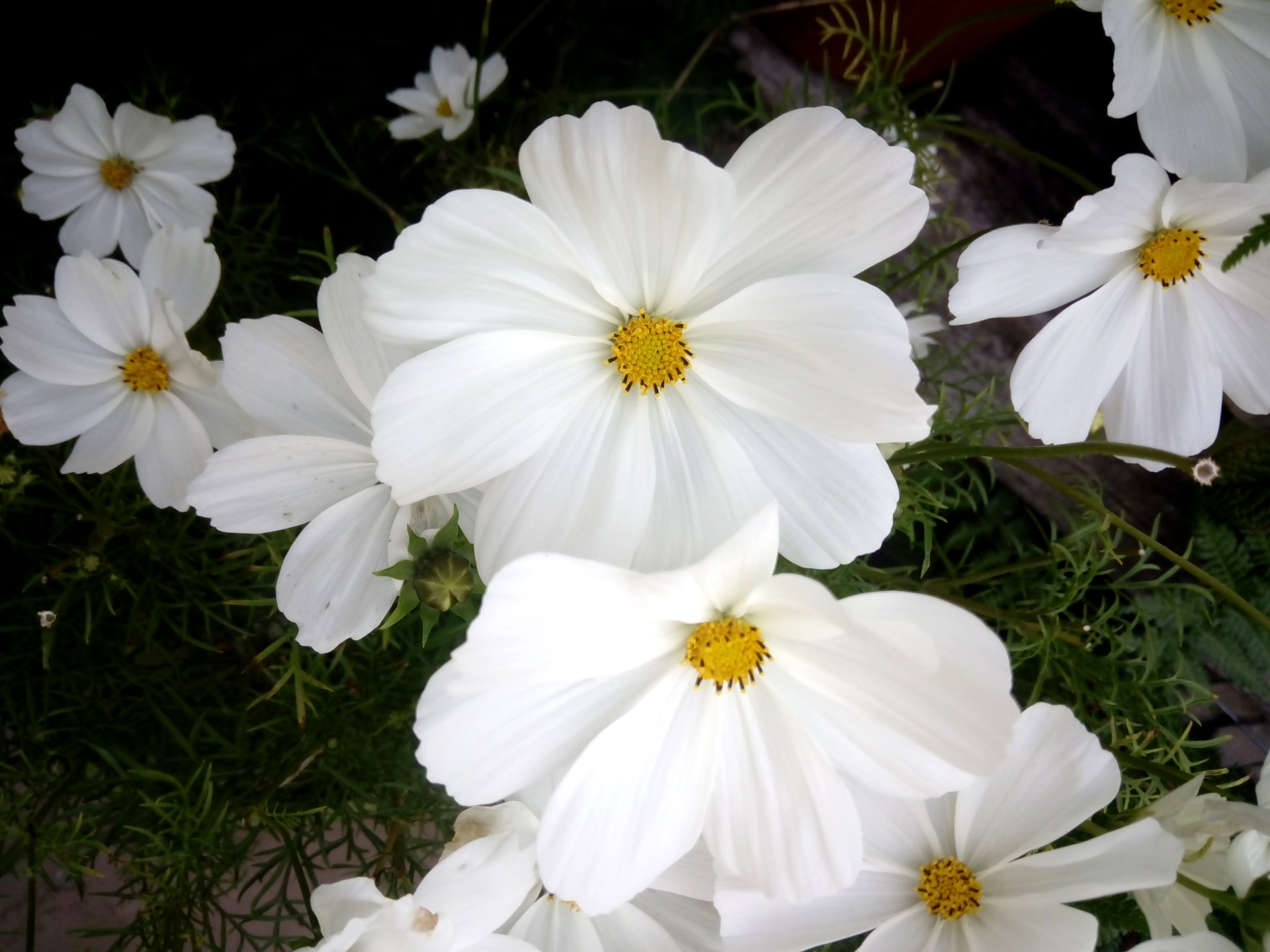 White Cosmos Flowers
