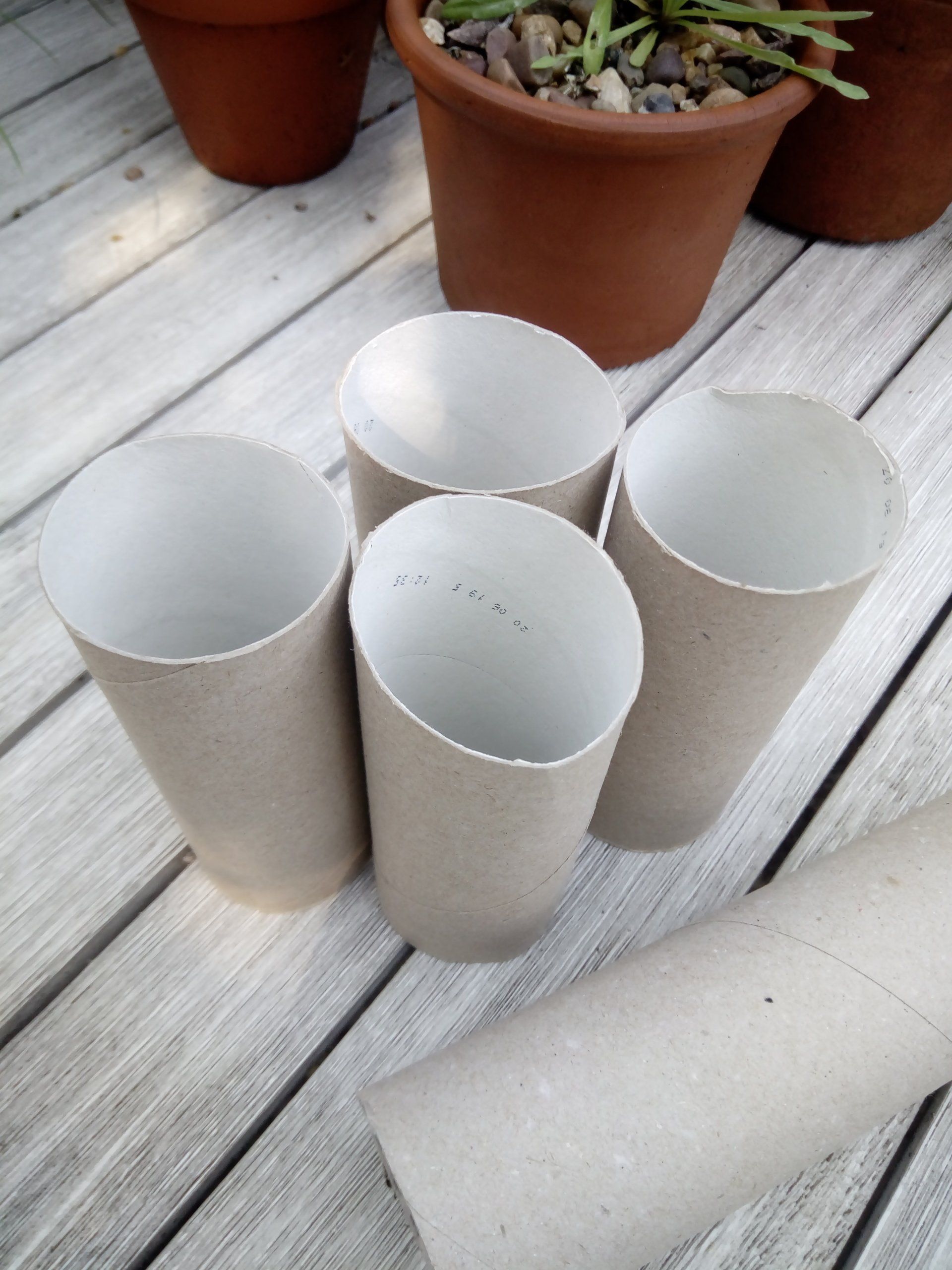 Toilet rolls for Seed Sowing