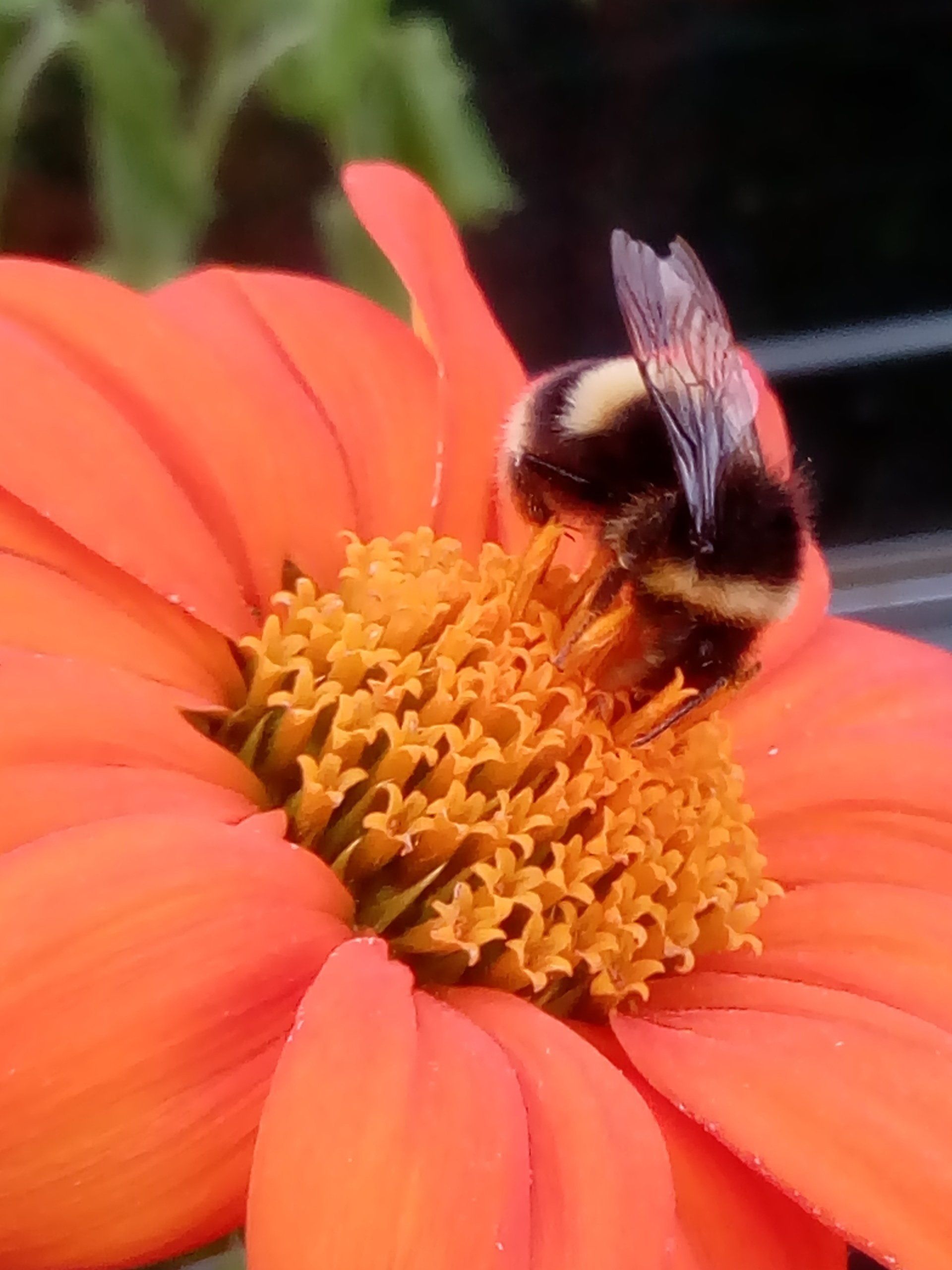 Bumble Bee on an orange Tithonia Flower