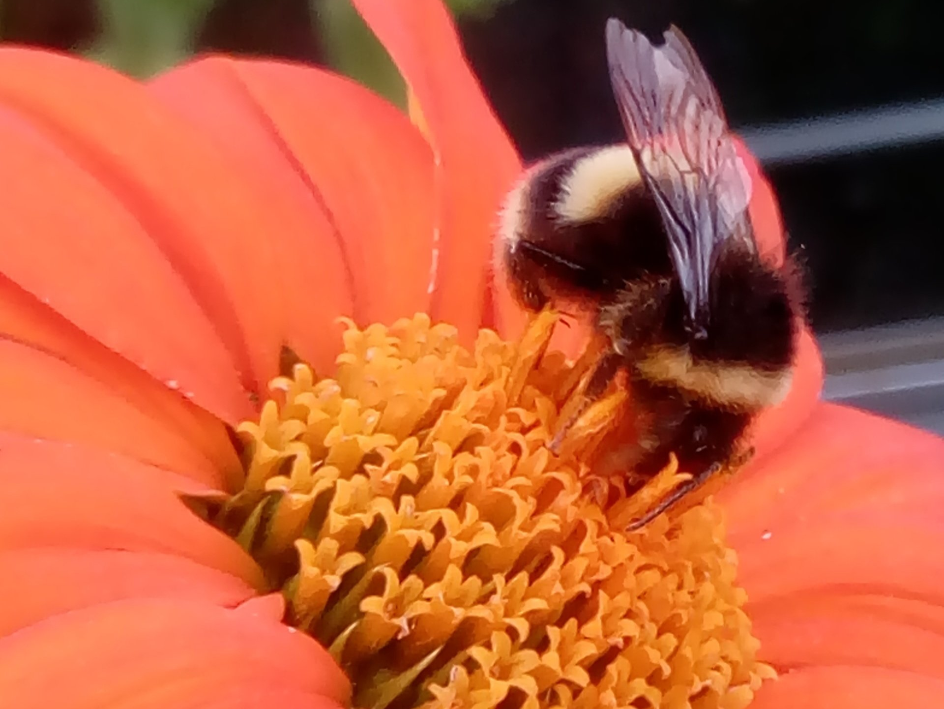 Bee on Tithonia Flower