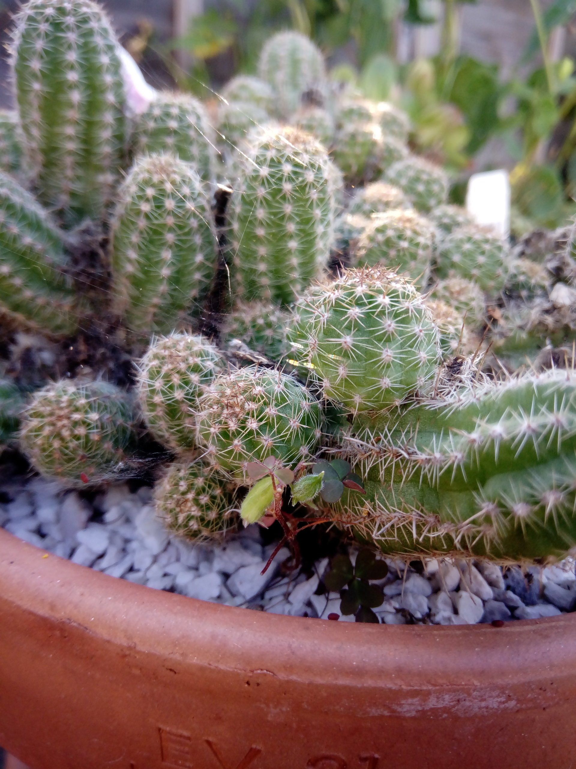 Close up of a Chamaelobivia, or Peanut cactus