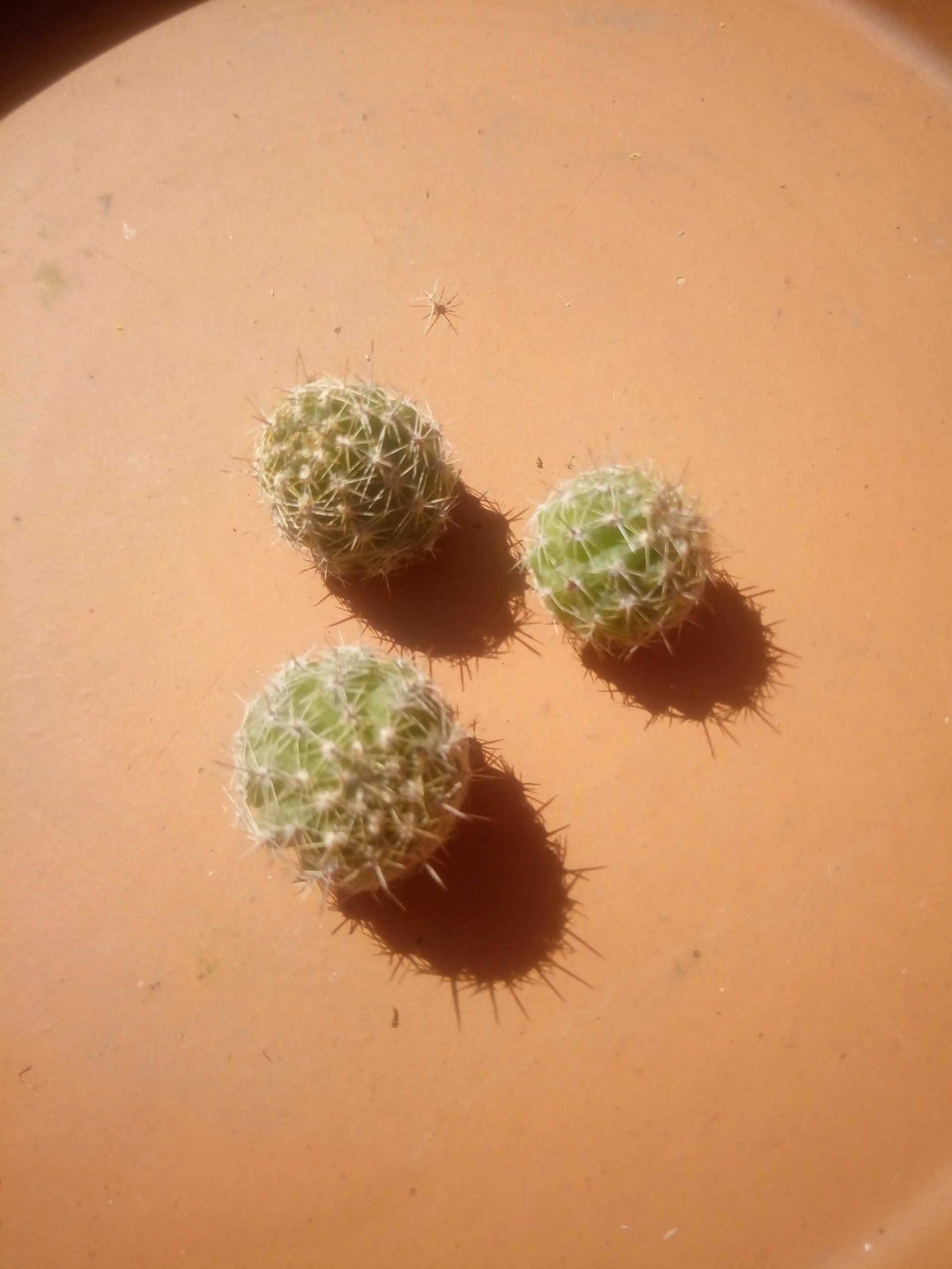 Chamaelobivia, or Peanut cactus offsets drying
