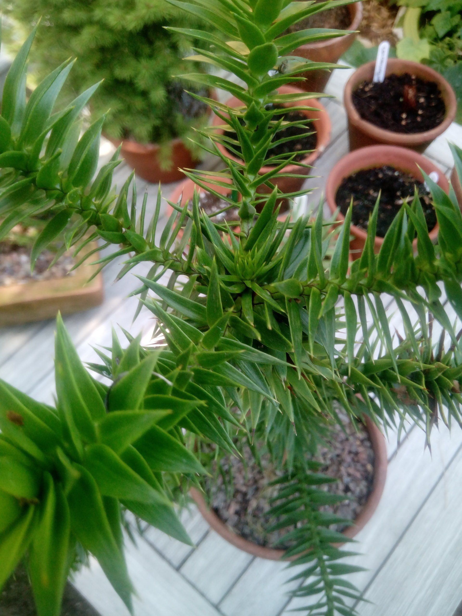 Araucaria araucana - Monkey Puzzle Tree