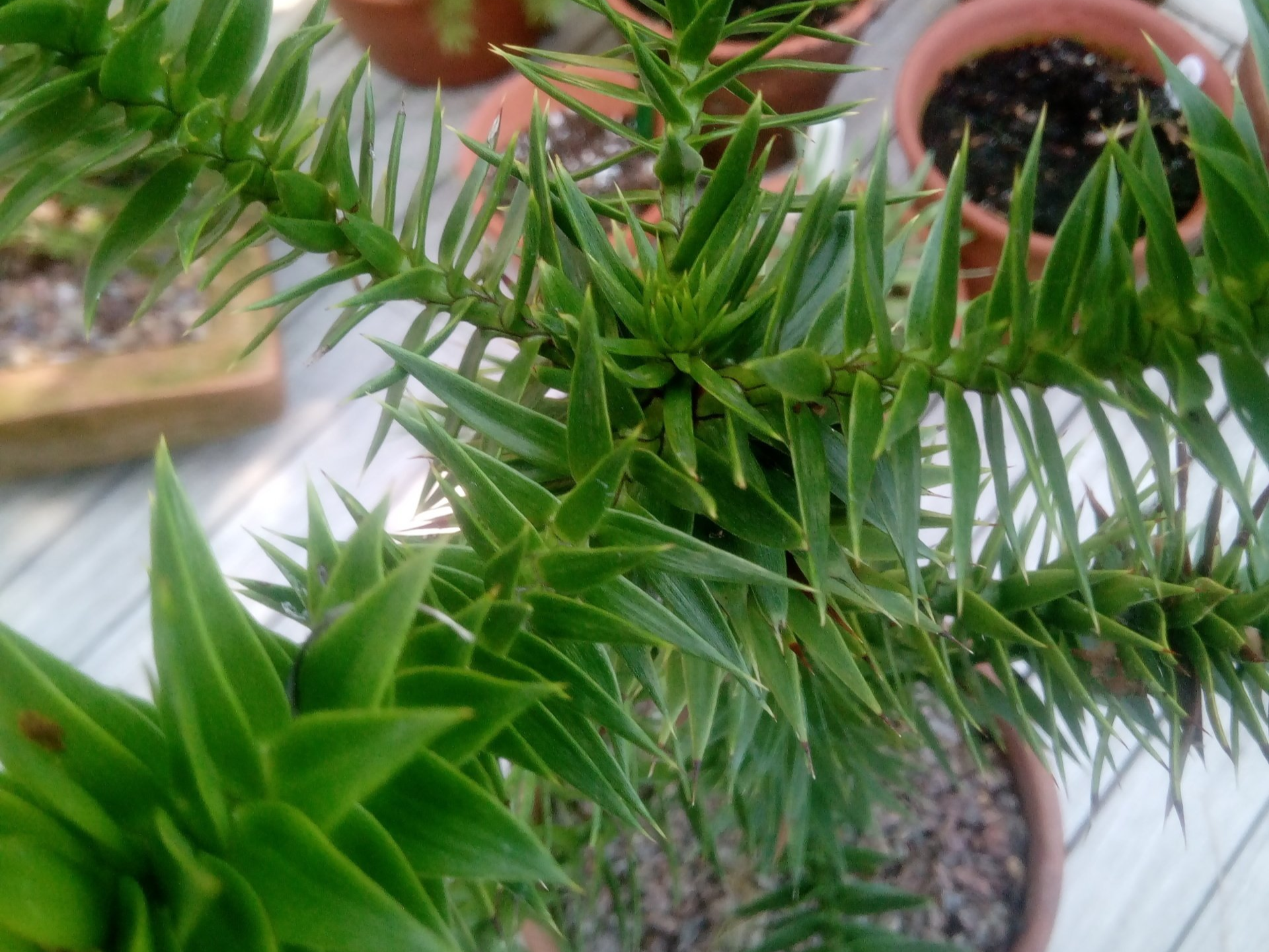 Monkey Puzzle Tree