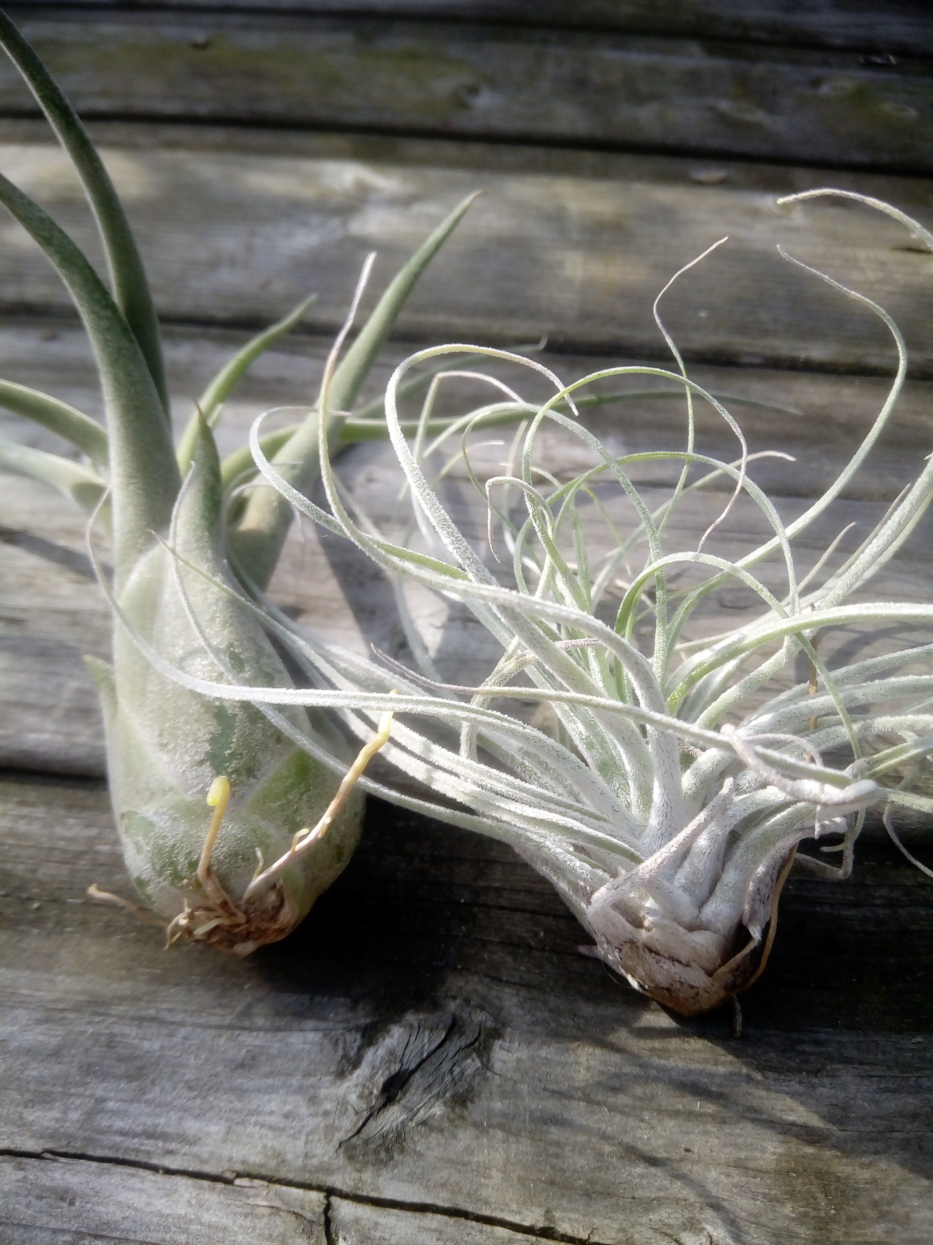Air Plants