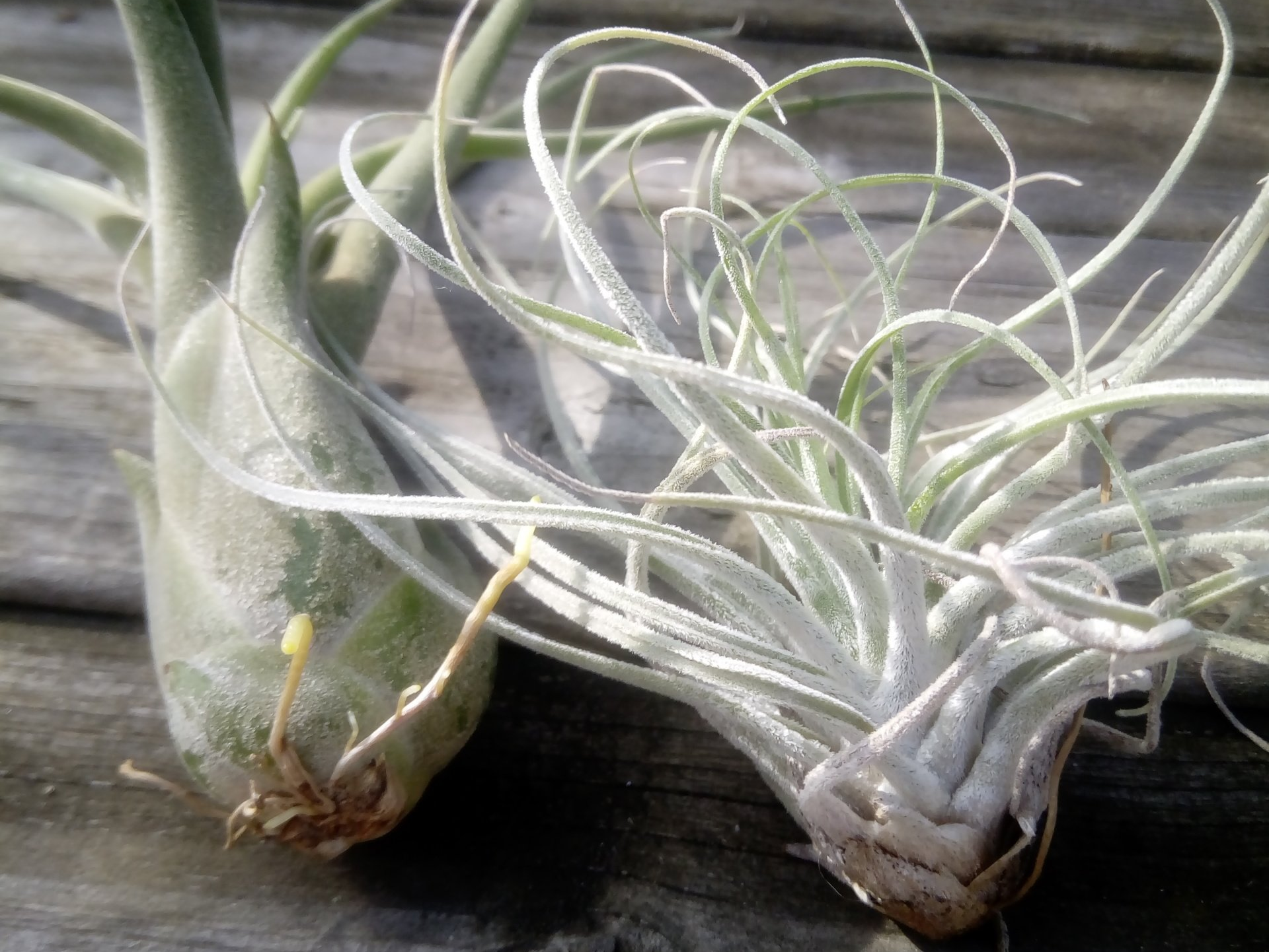Make an air plant arrangement
