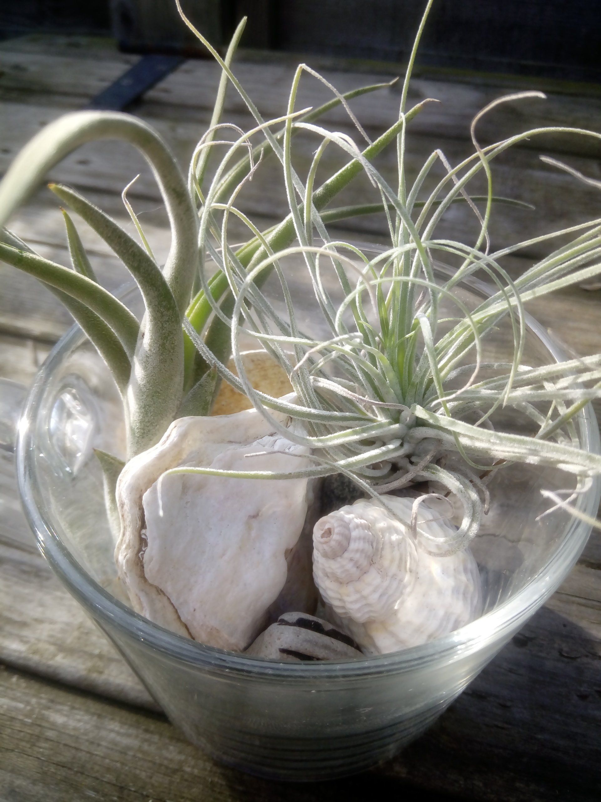 An Air Plant Arrangement