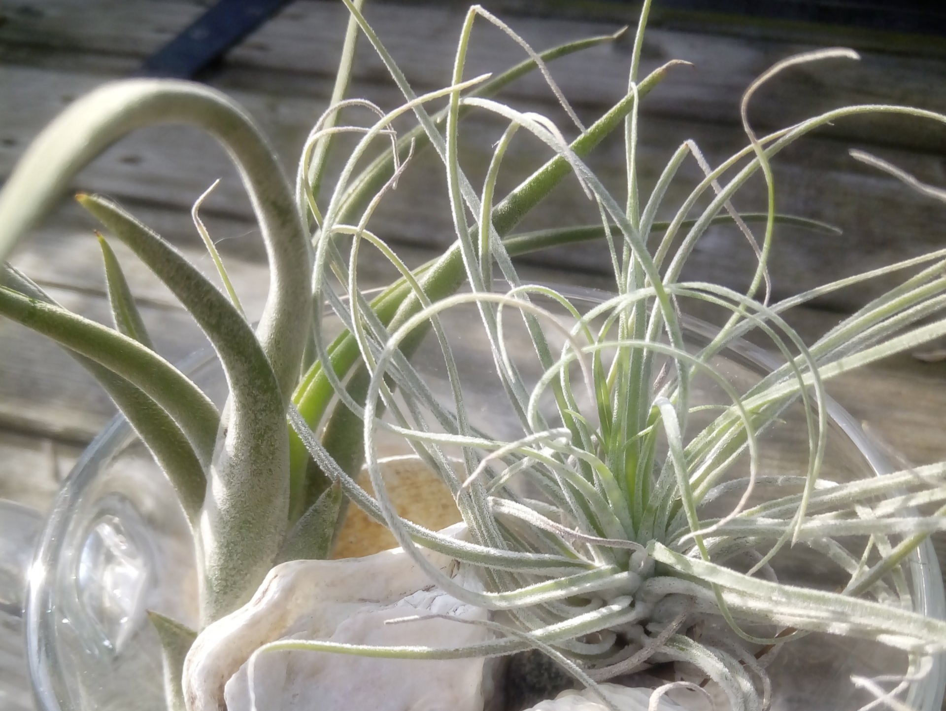 Air Plant Arrangements