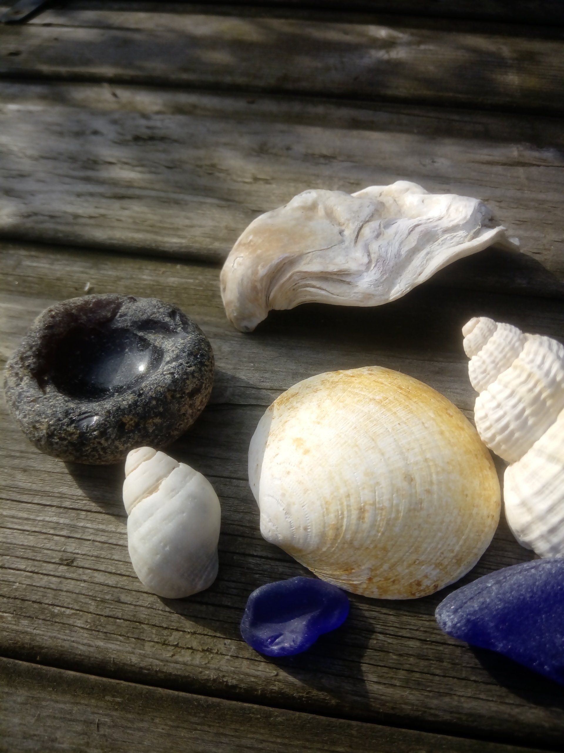 Collected Objects for an Air Plant Arrangement