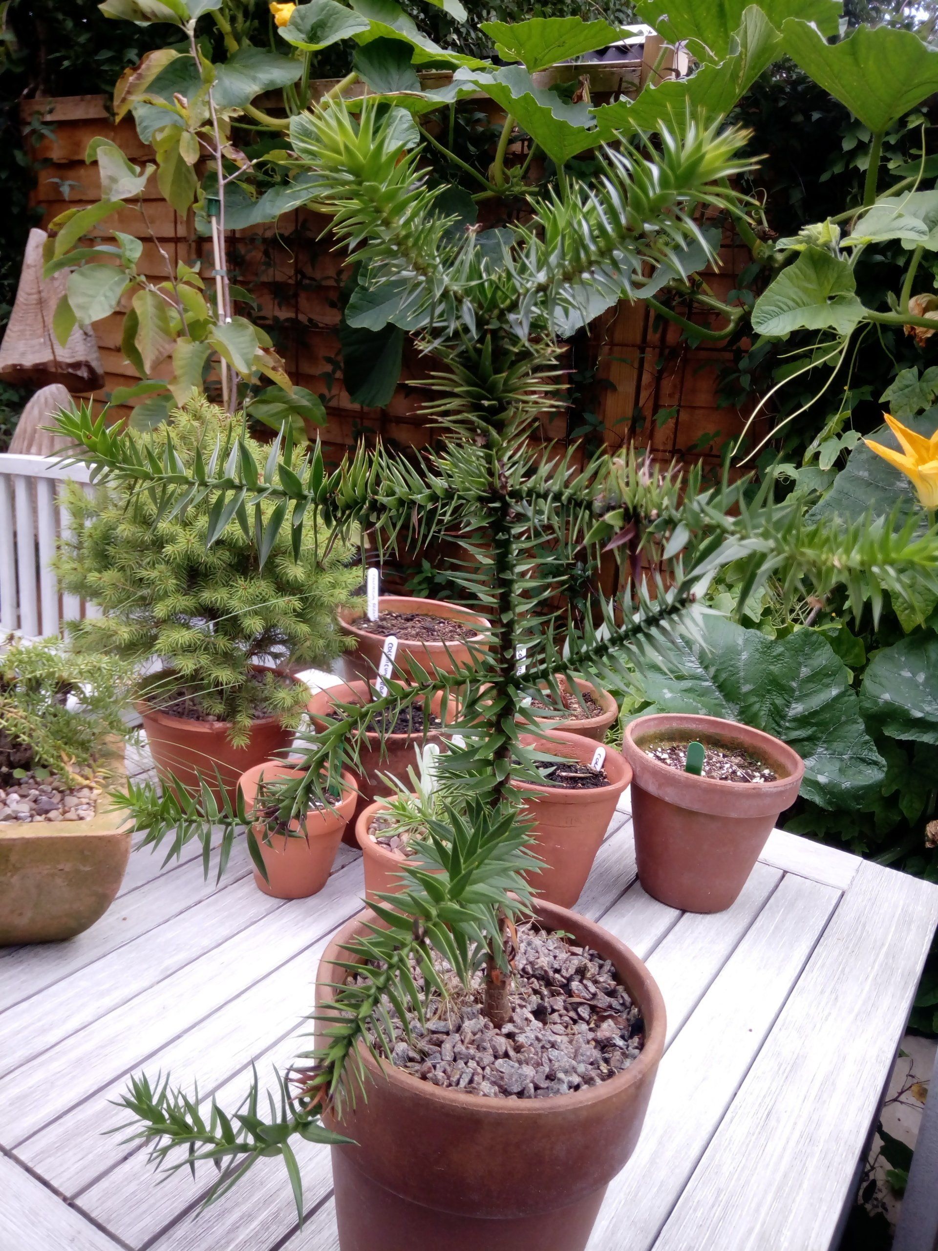 Araucaria araucana - Monkey Puzzle Tree