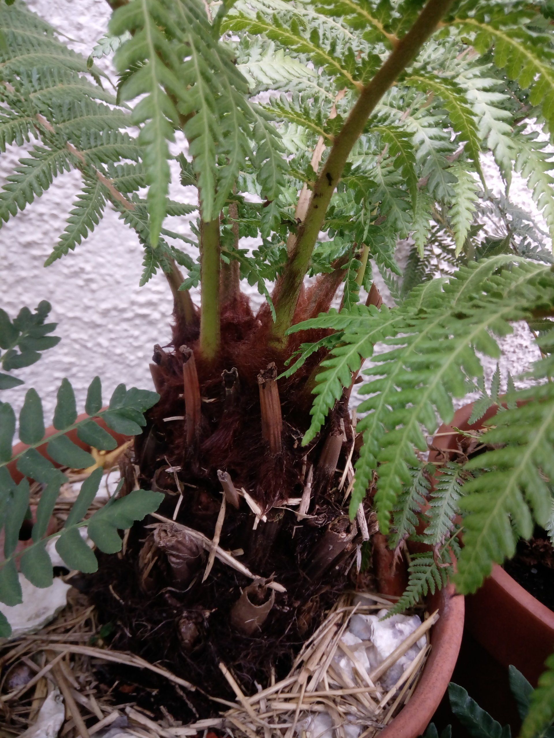 Dicksonia antarctica, Tree Fern