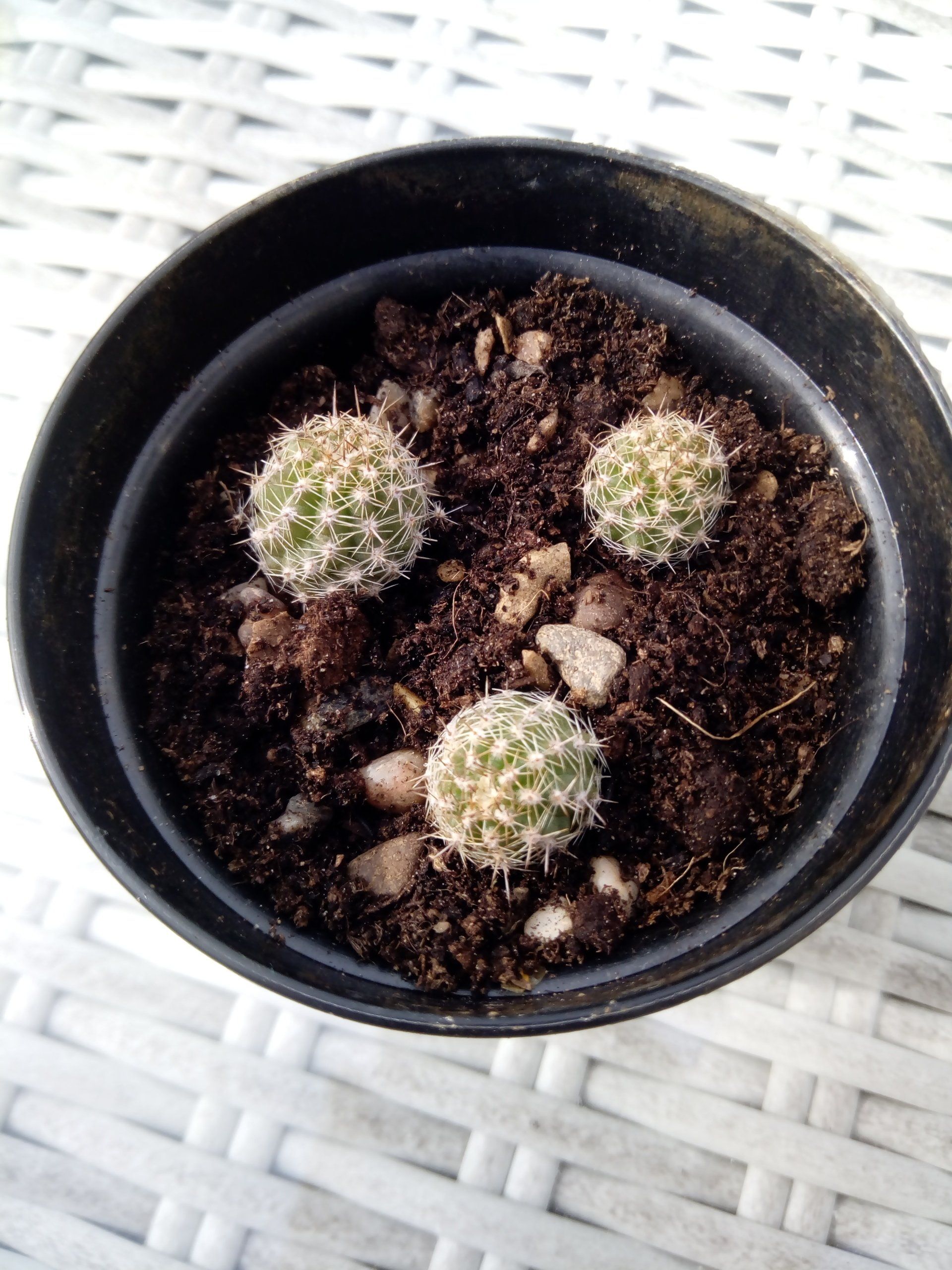 Chamaelobivia, or Peanut cactus offsets in a pot of cactus compost