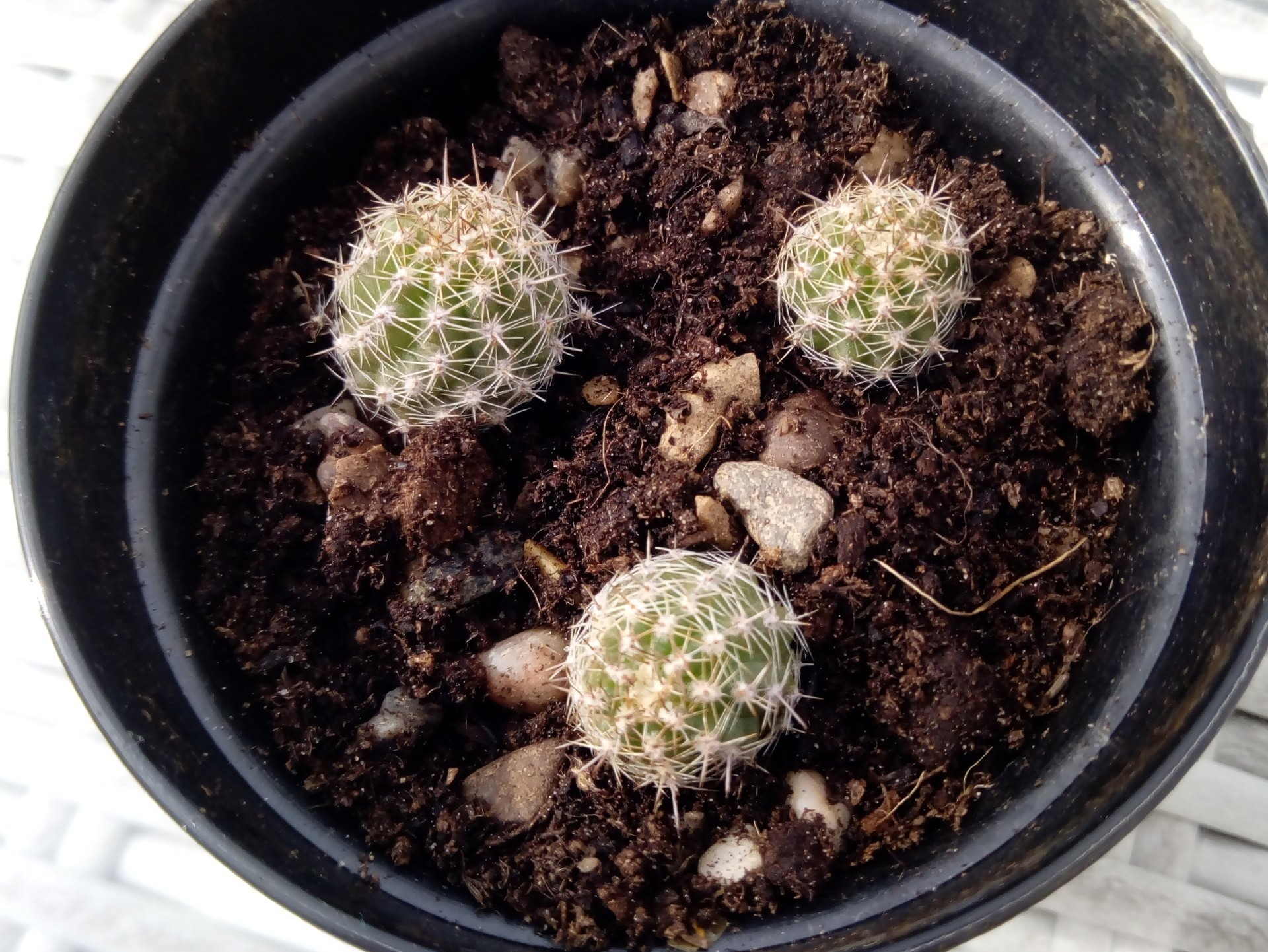 Propagating Cacti via Offsets