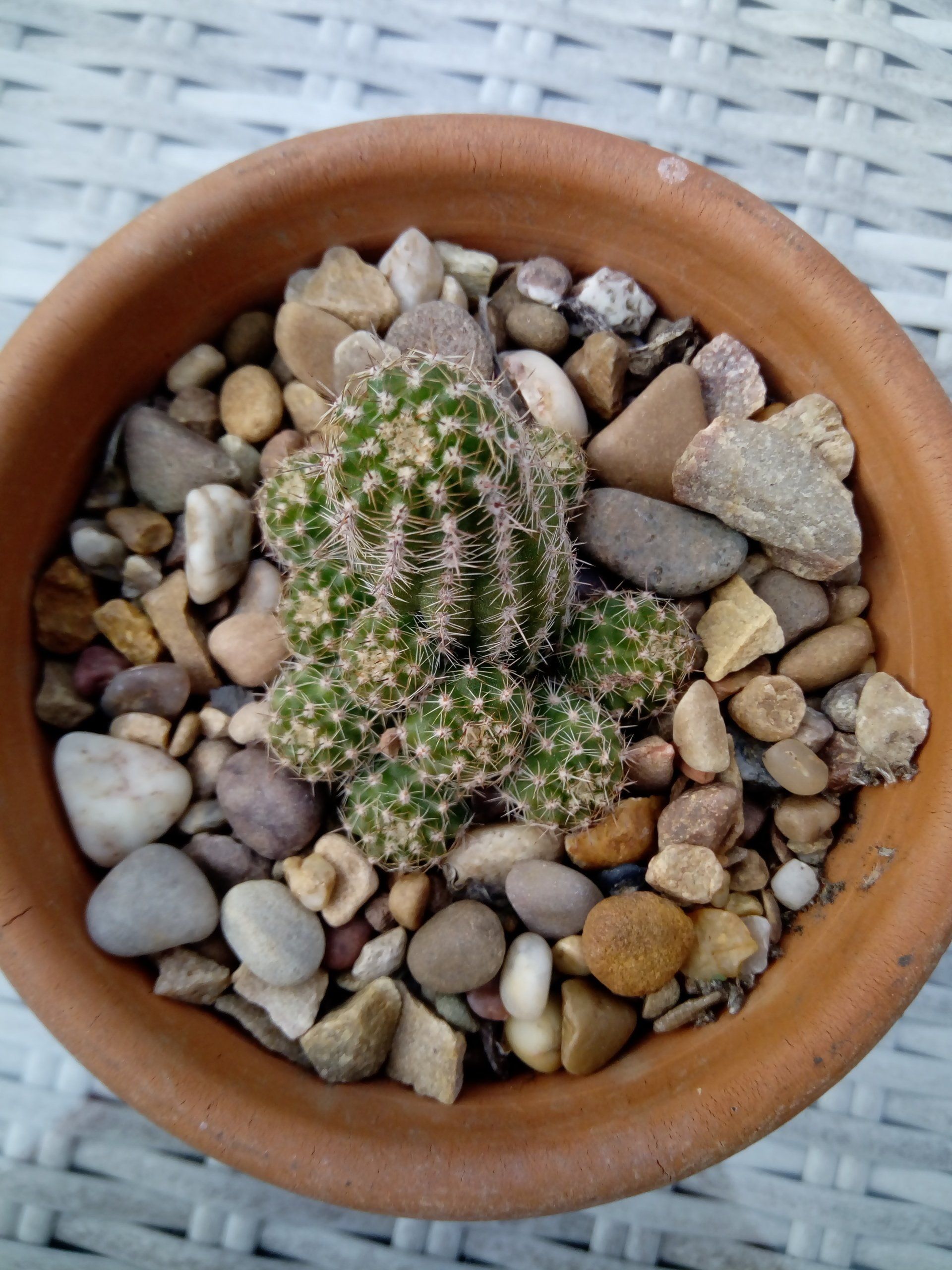 A Chamaelobivia, or Peanut cactus growing in a terracotta pot