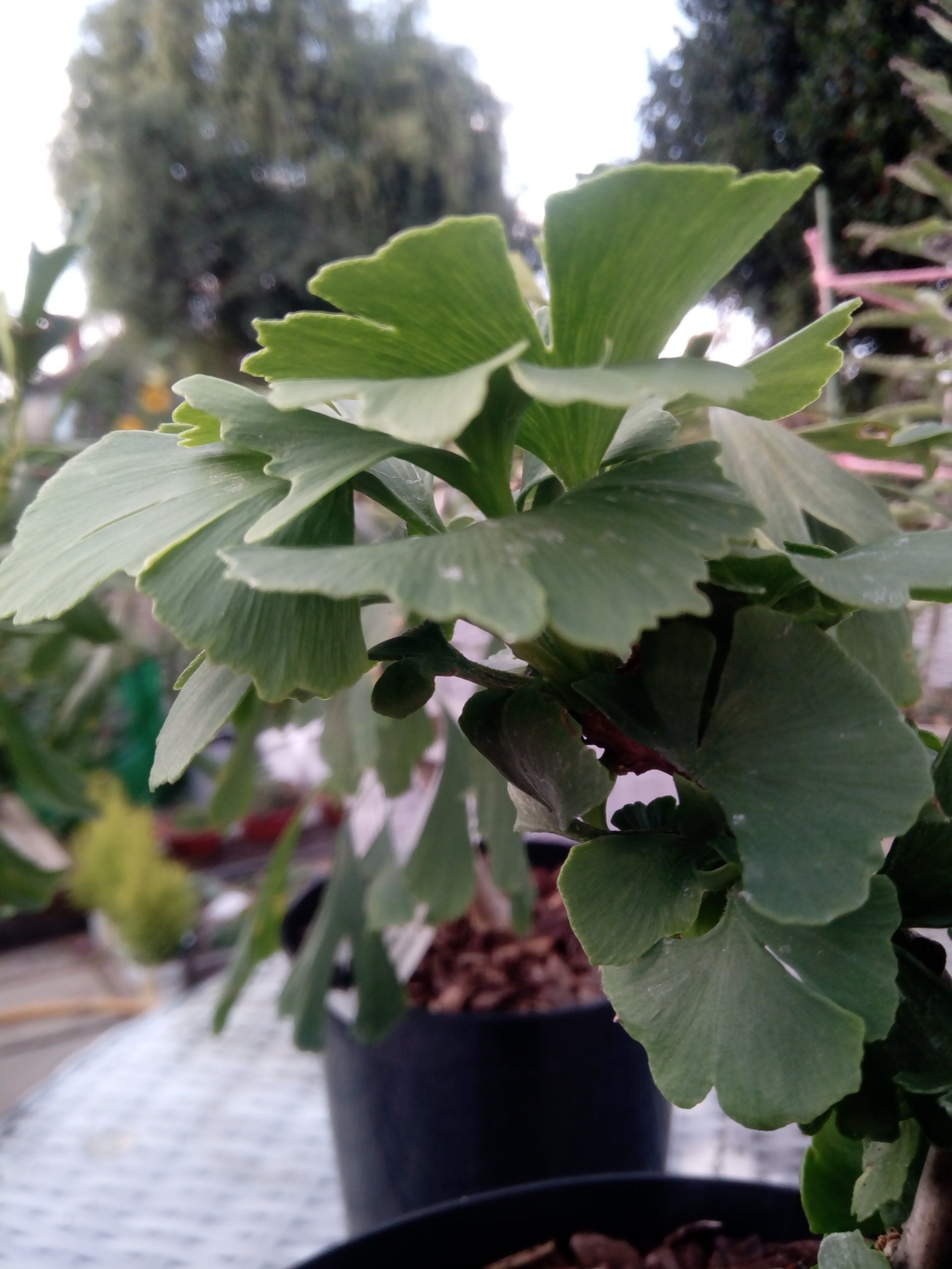 Ginkgo biloba
