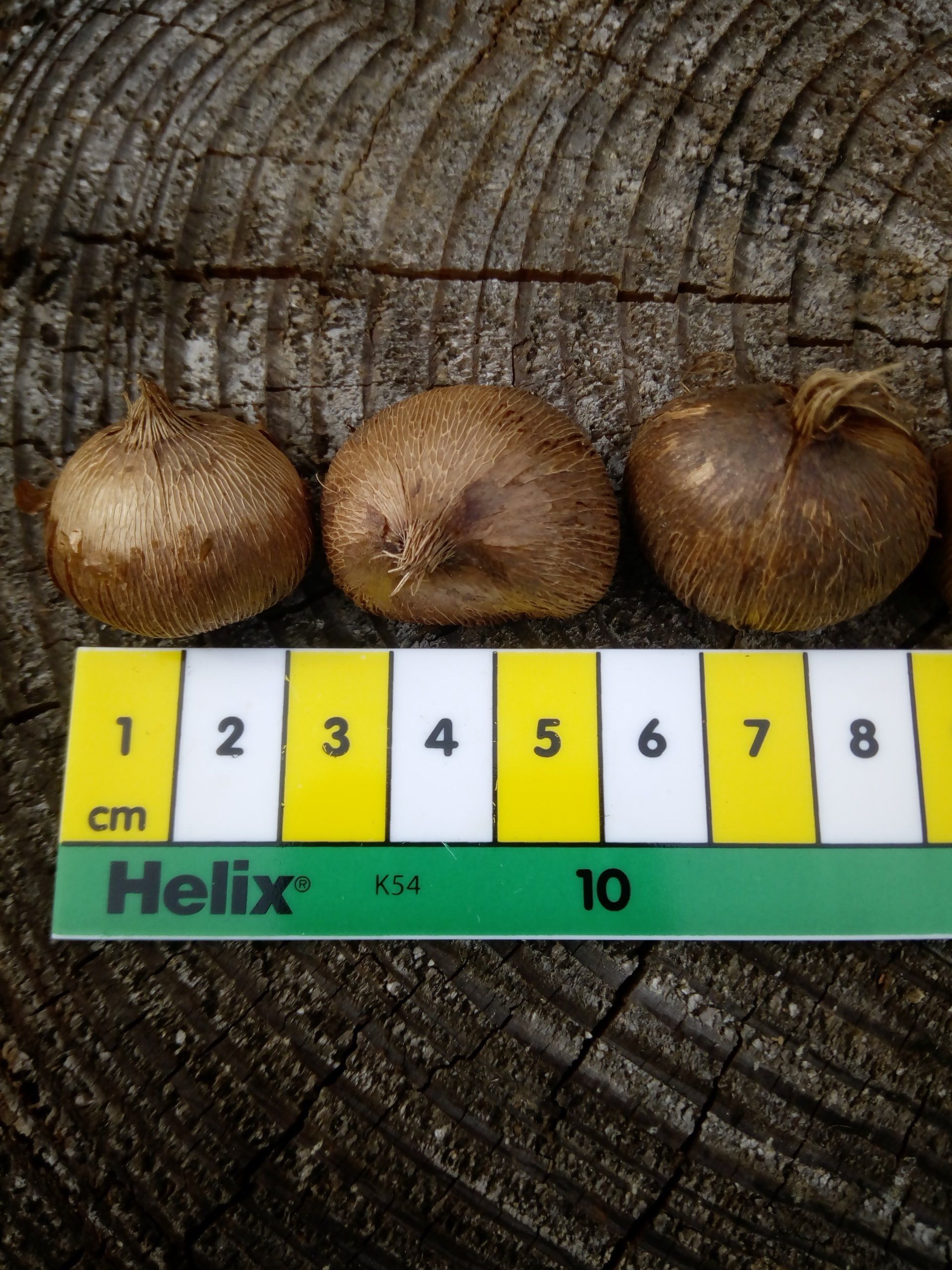 Large Crocus Bulbs
