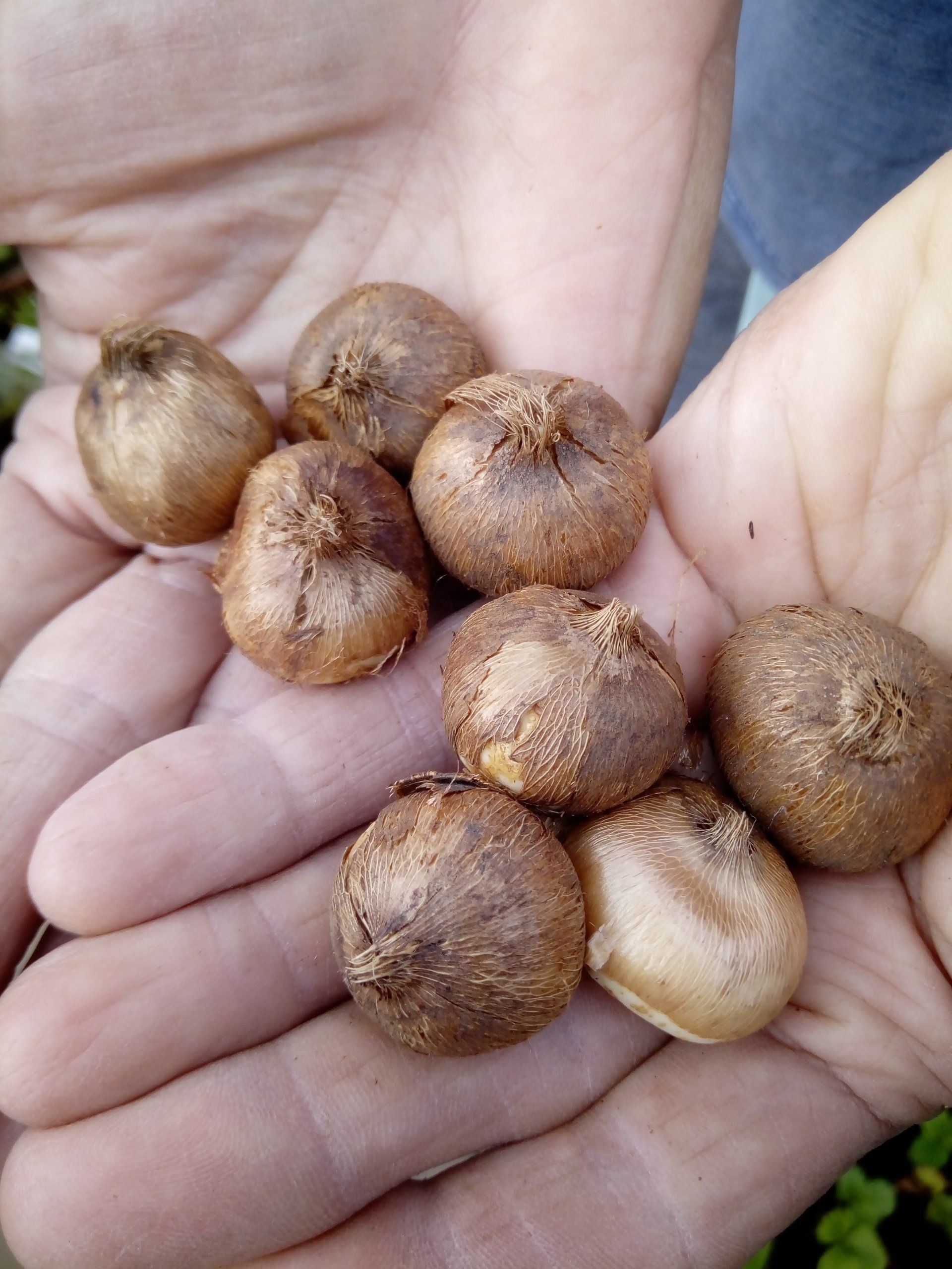 Eight Crocus Bulbs in the Palm of the Hand
