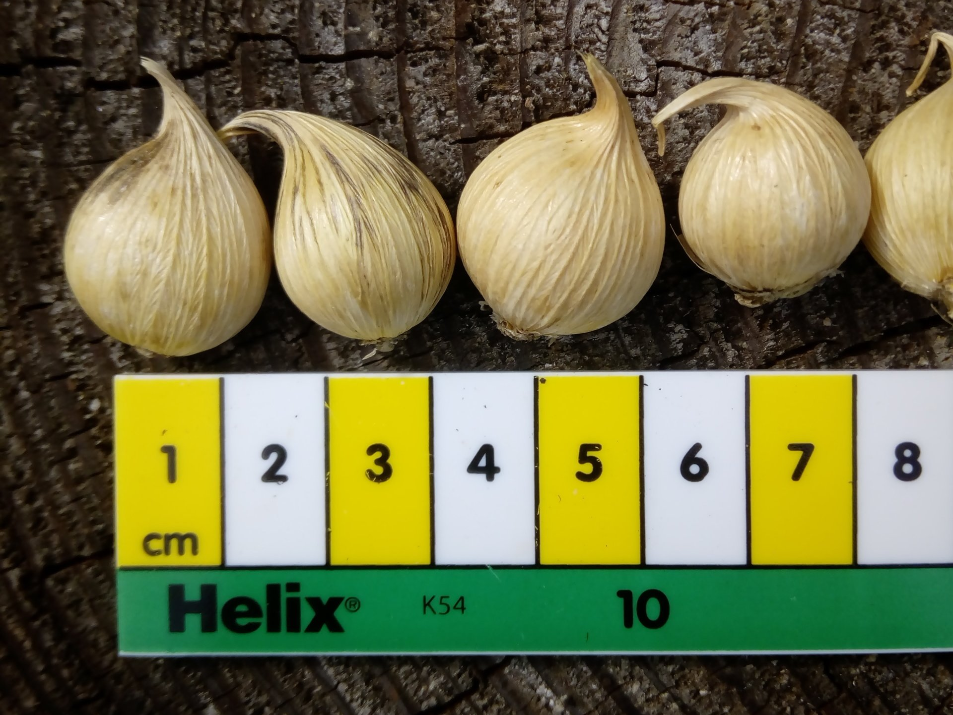 Tools to Make Bulb Planting Easier