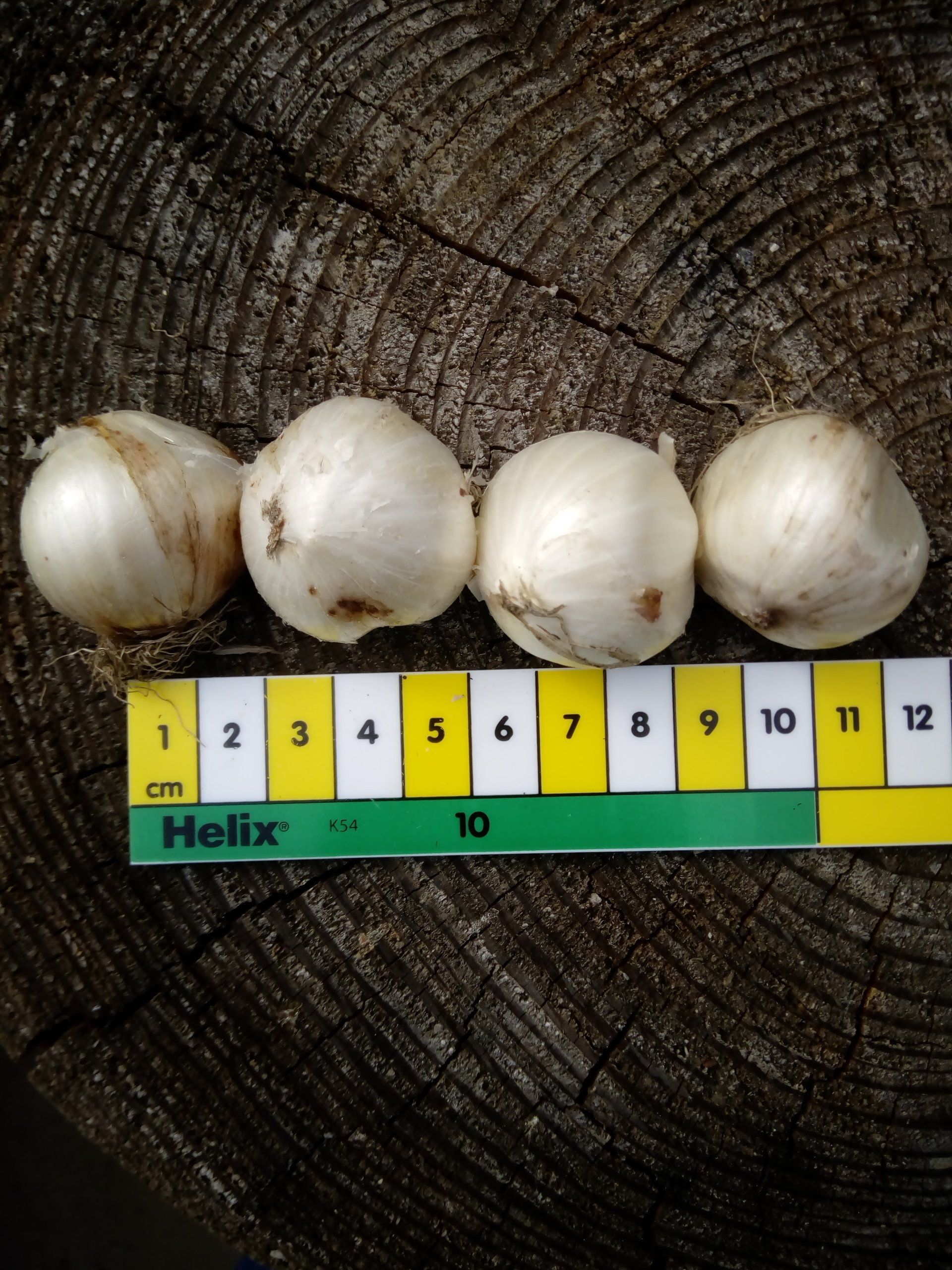 Allium Bulbs