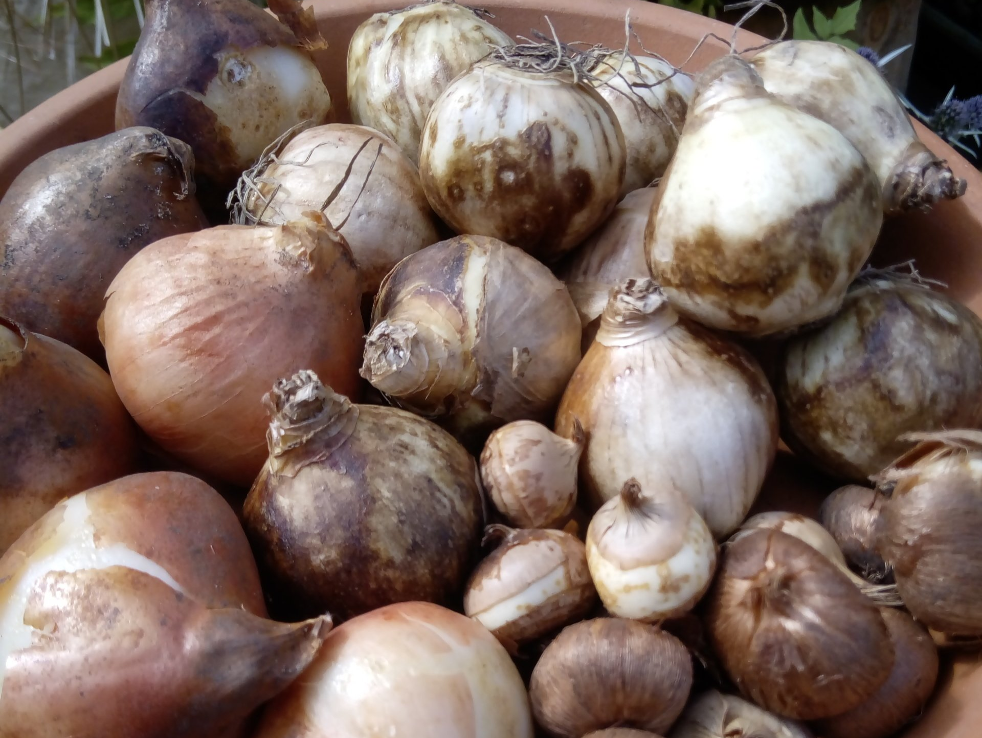 How to Choose the Perfect Flower Bulb