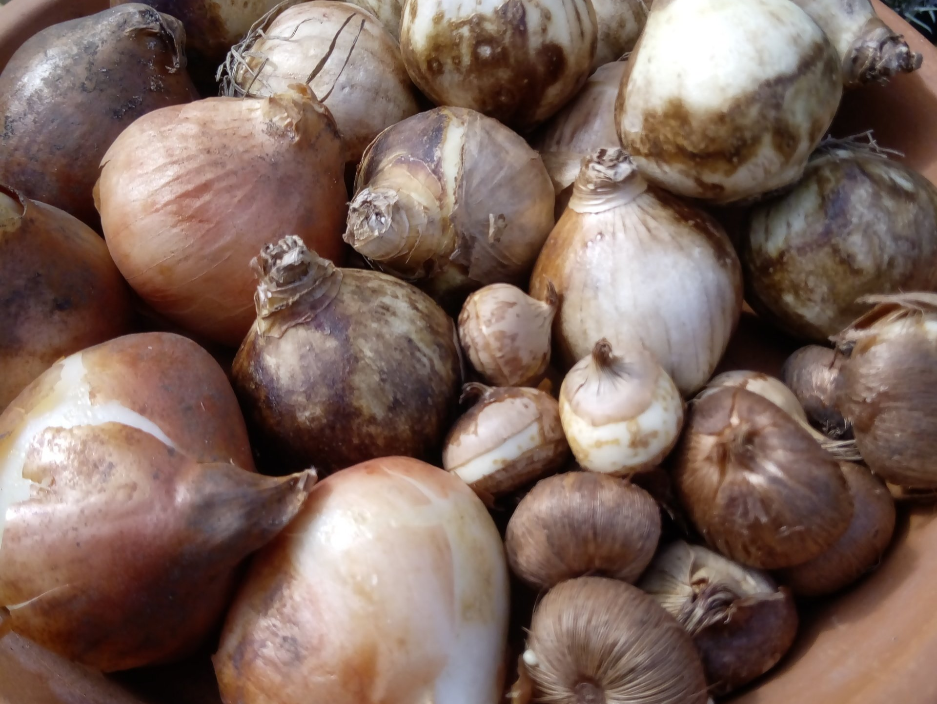 How to Choose the Perfect Flower Bulb