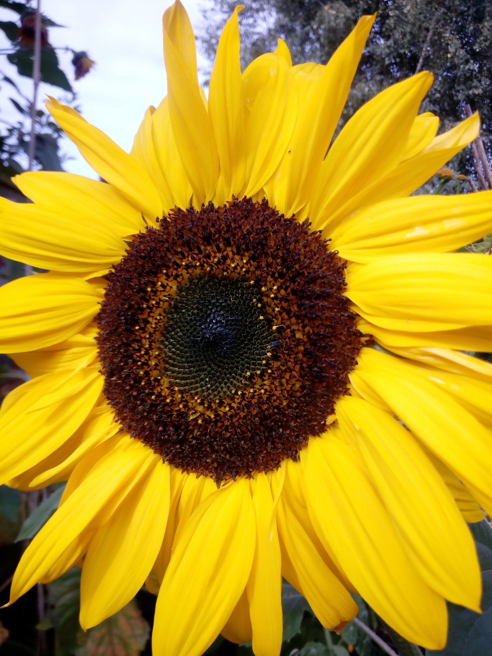 Sunflower Flower
