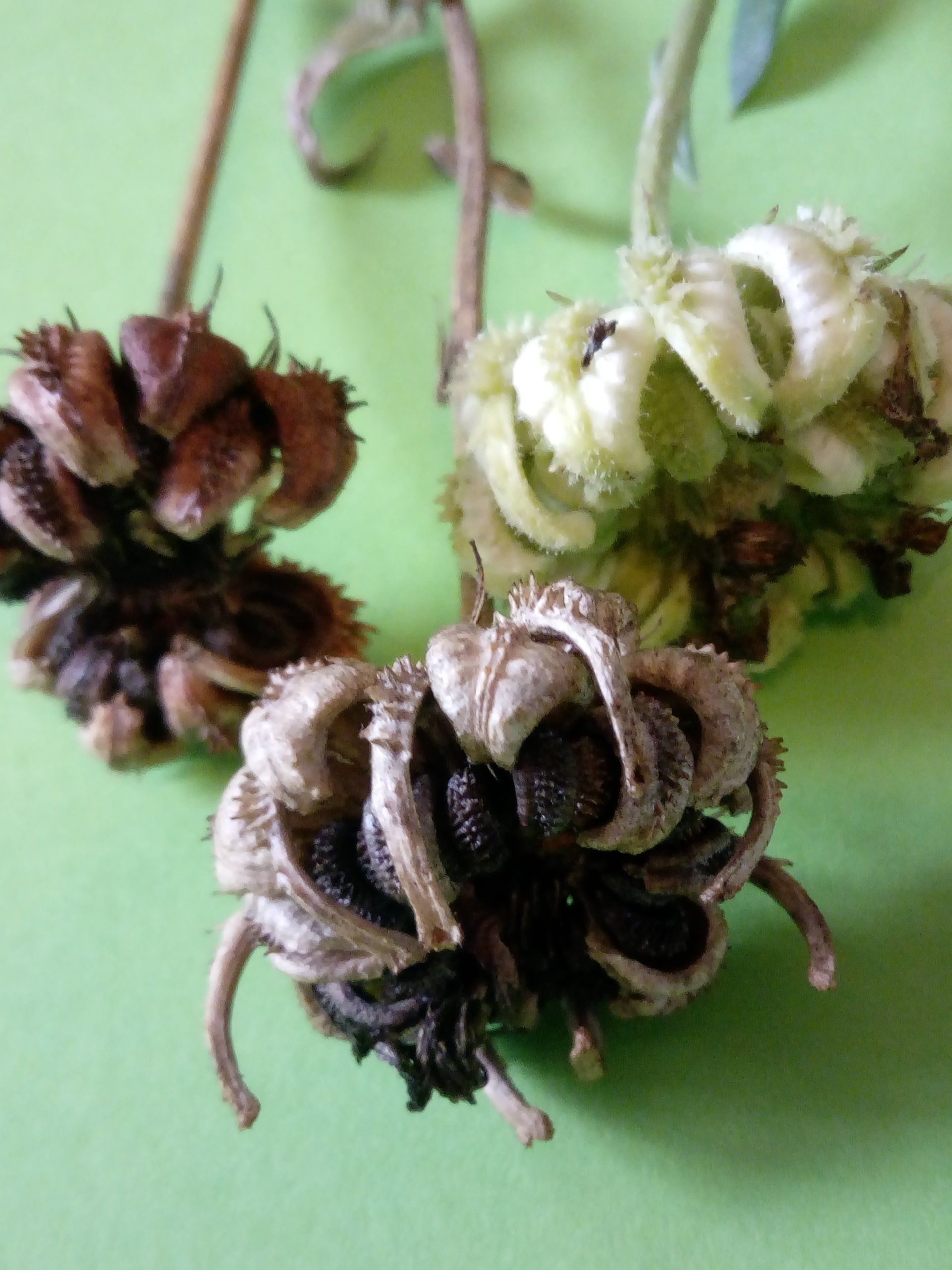 Close up of Calendula Seed Heads
