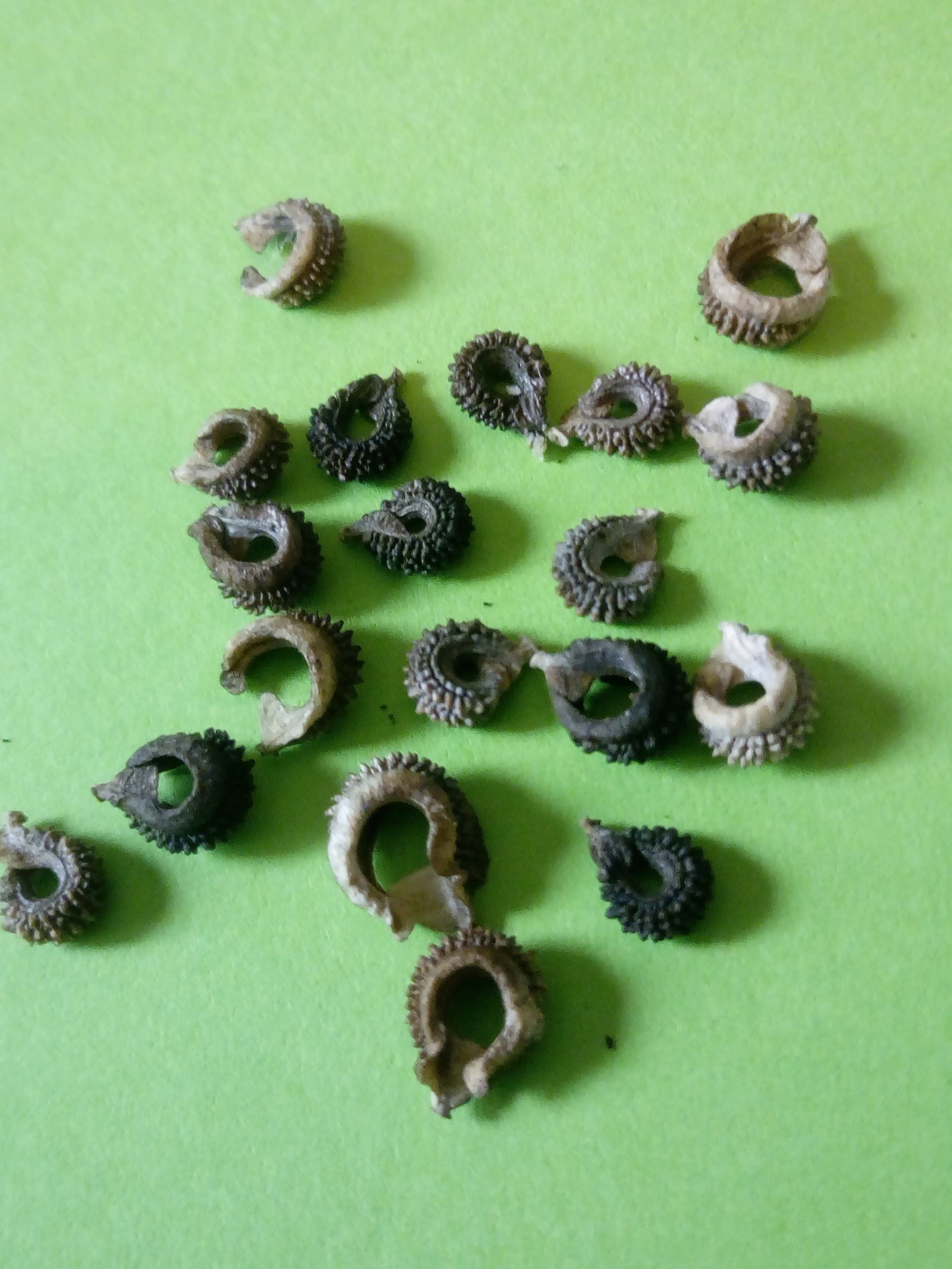 Close up of Calendula Seeds