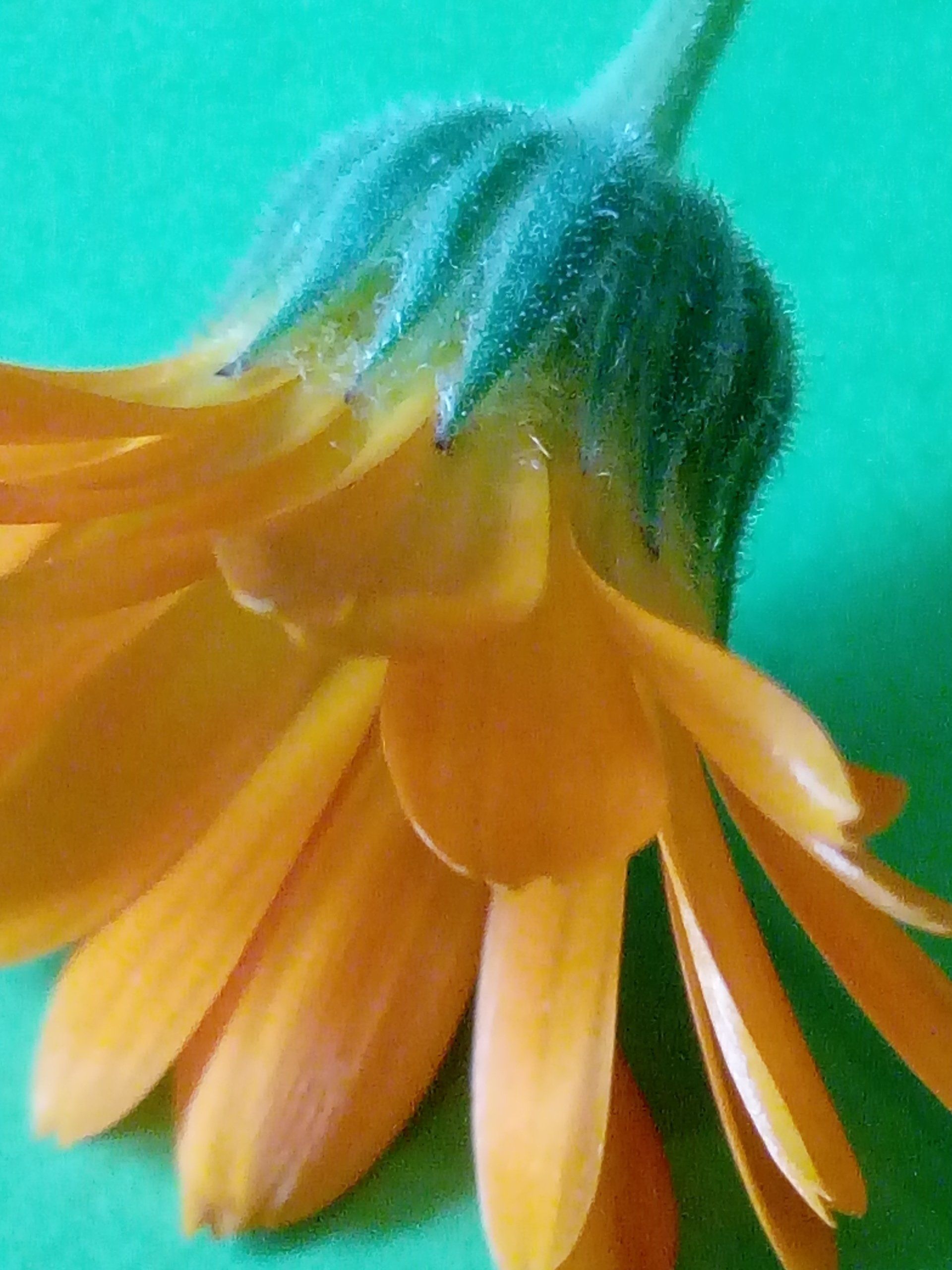 Close up of a Calendula, Pot Marigold, Flower