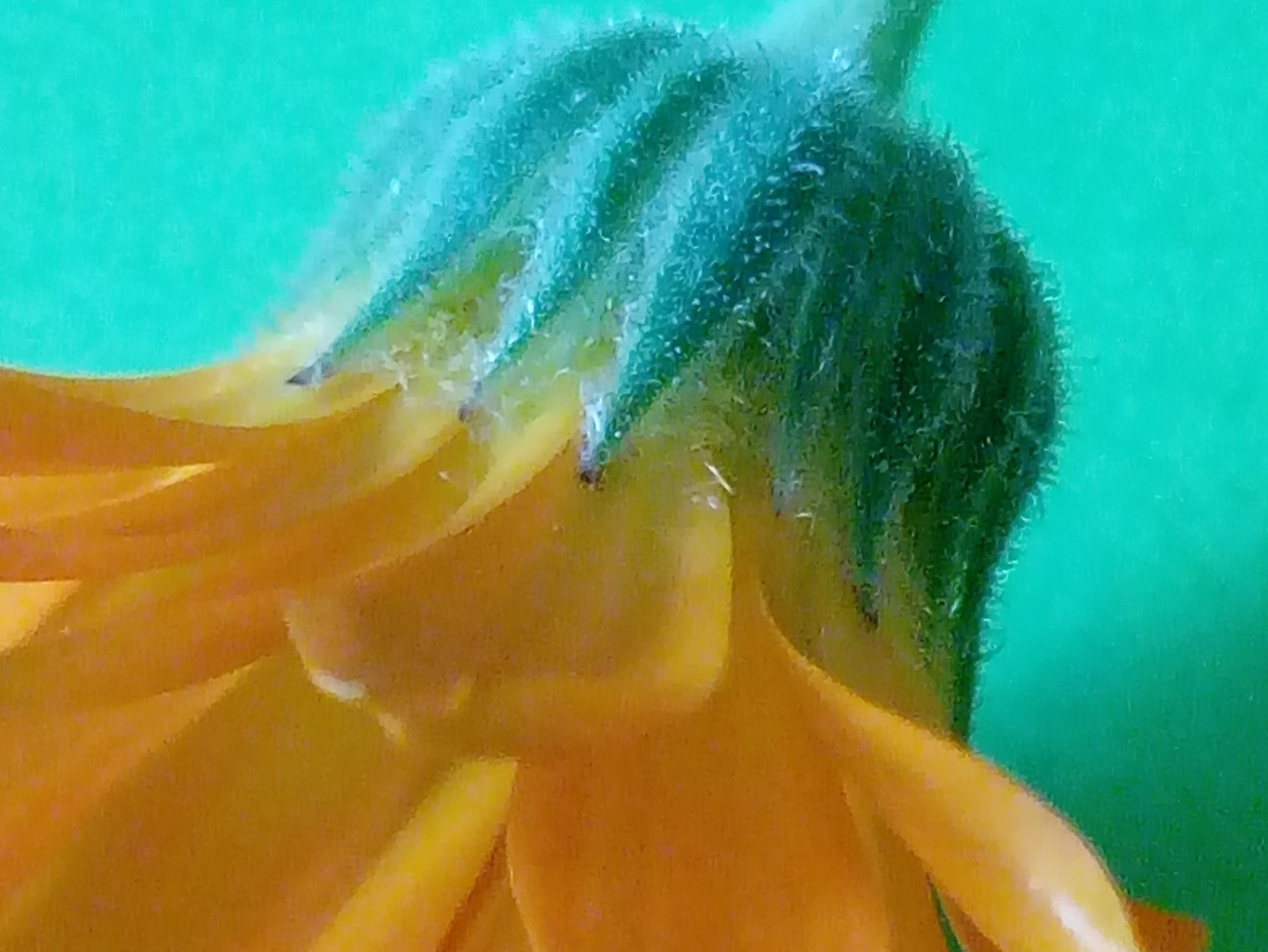 Close up of a Calendula Flower