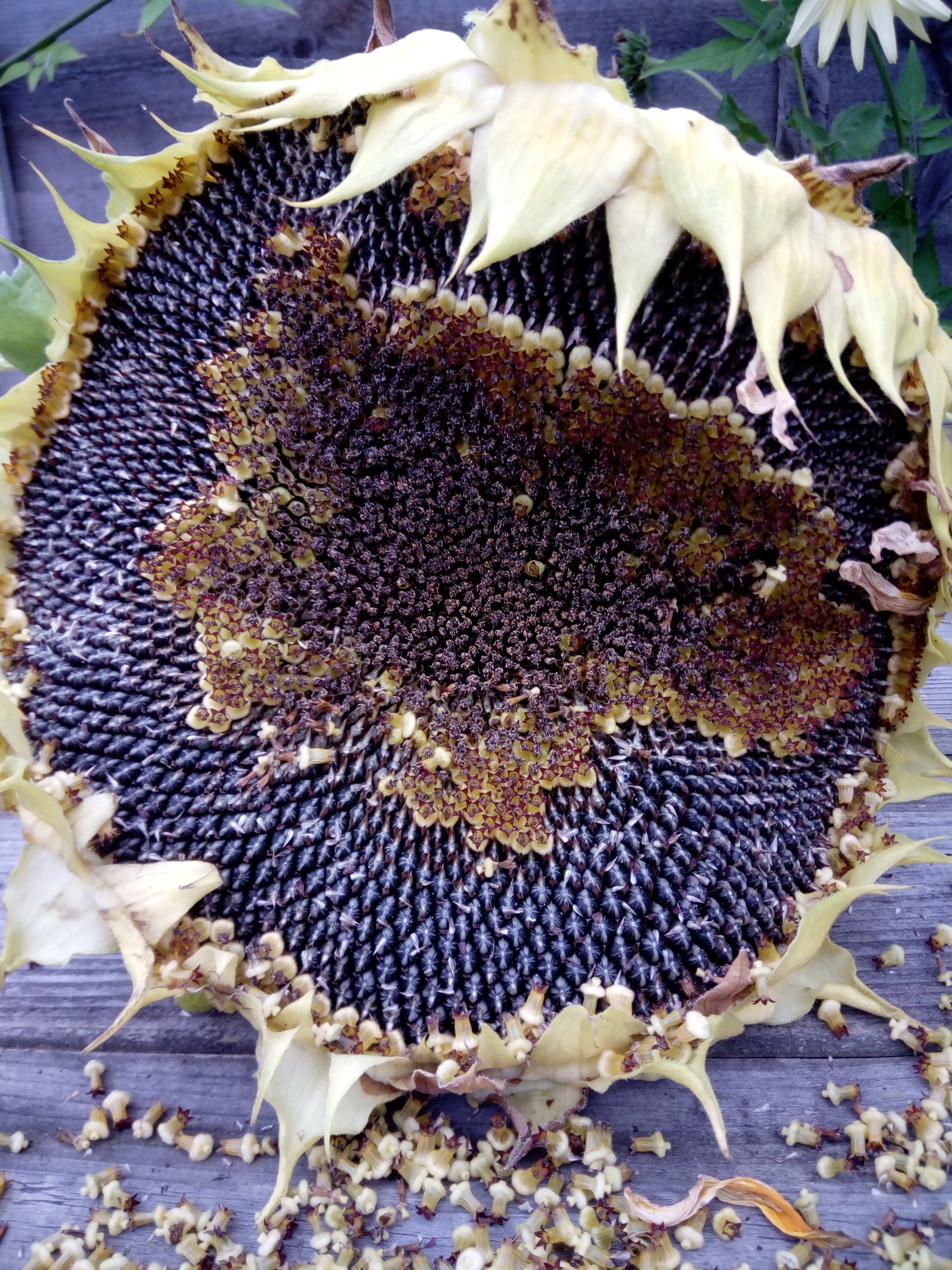Sunflower Seed Head