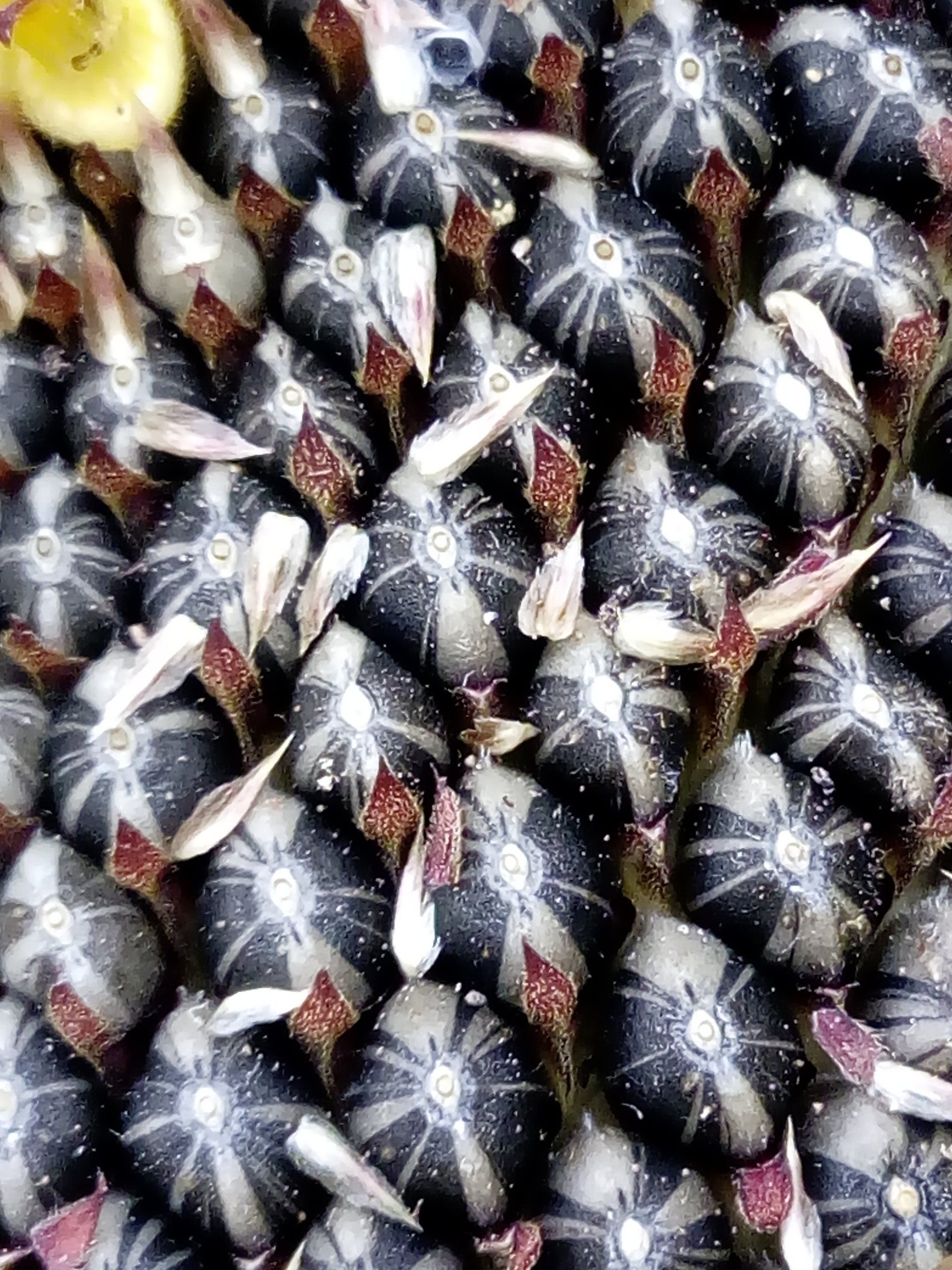 Close up of Sunflower Seeds from a Giant Sunflower