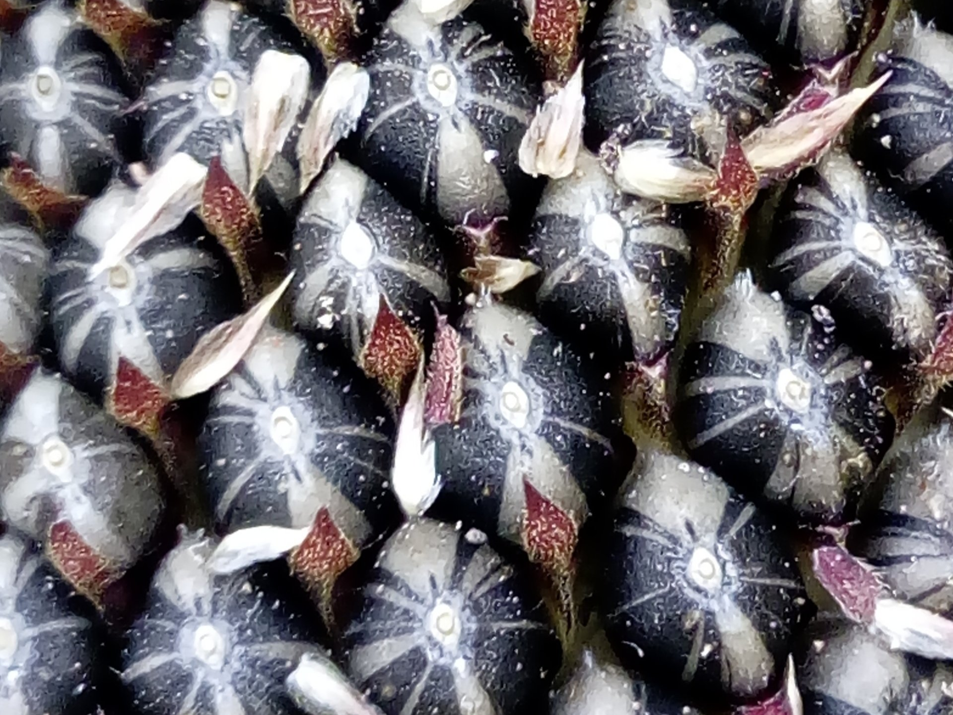 Close up of Sunflower Seeds