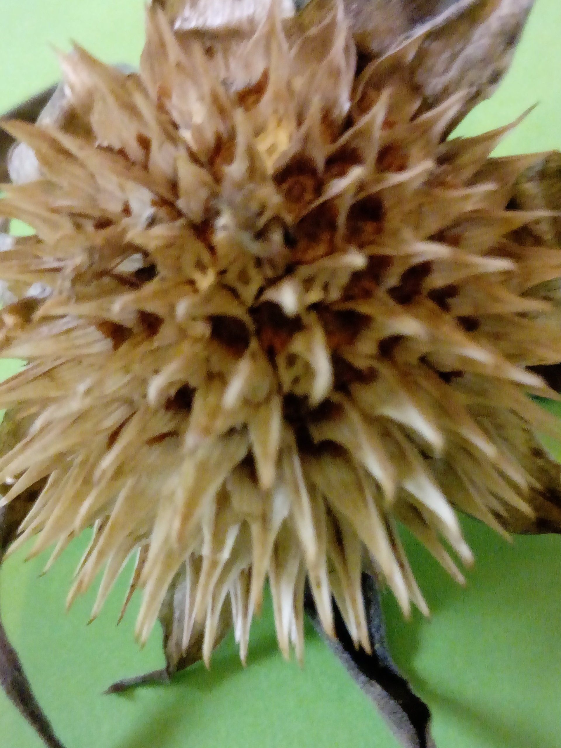 Tithonia Seed head with brown seeds inside
