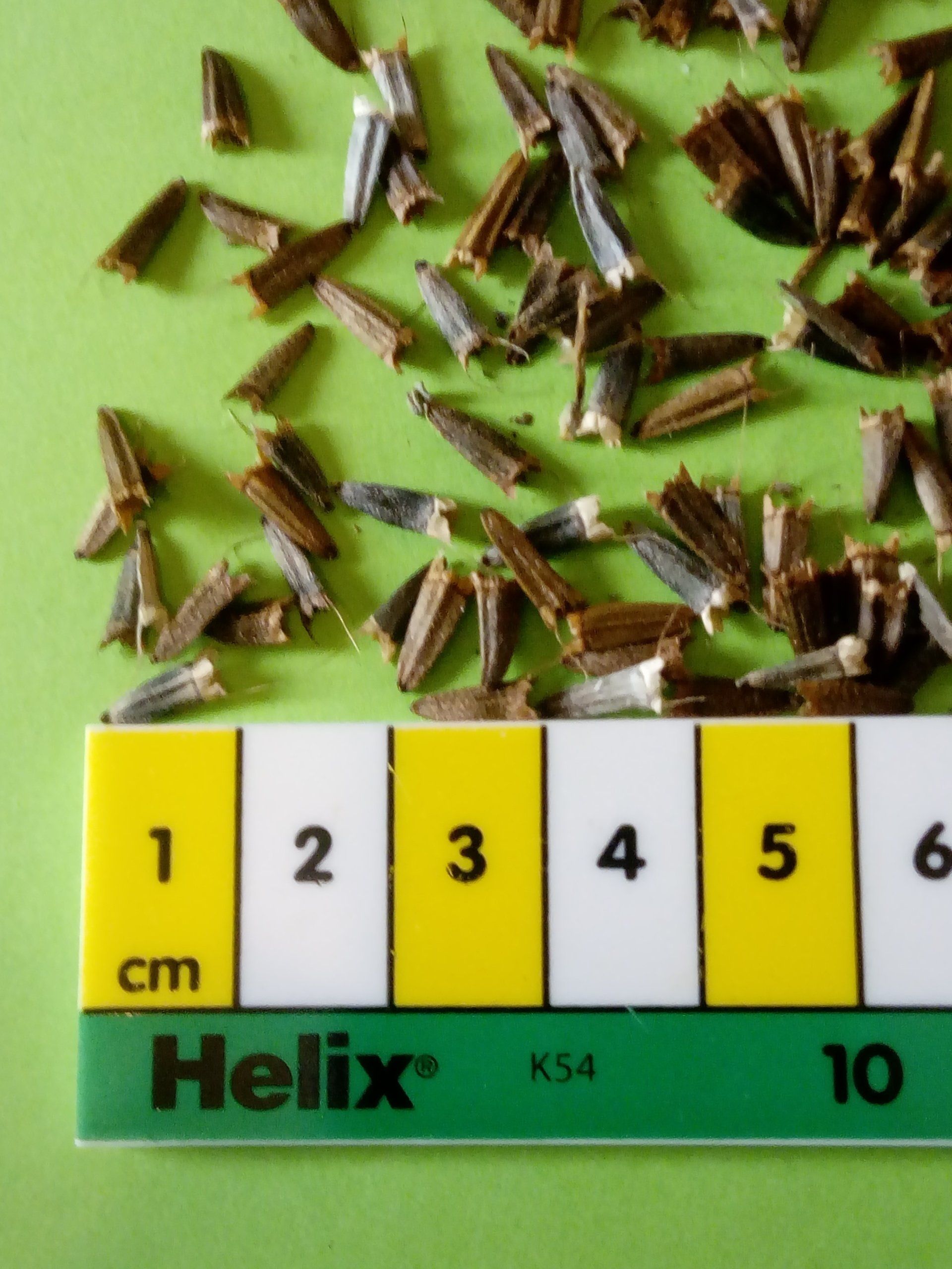 Rip Tithonia Seed