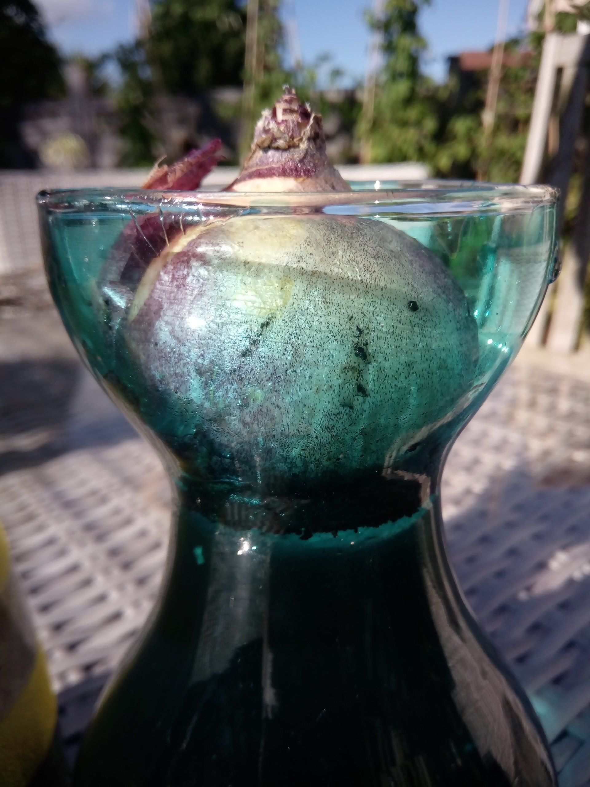 Close up of a Prepared Hyacinth in a Glass Vase