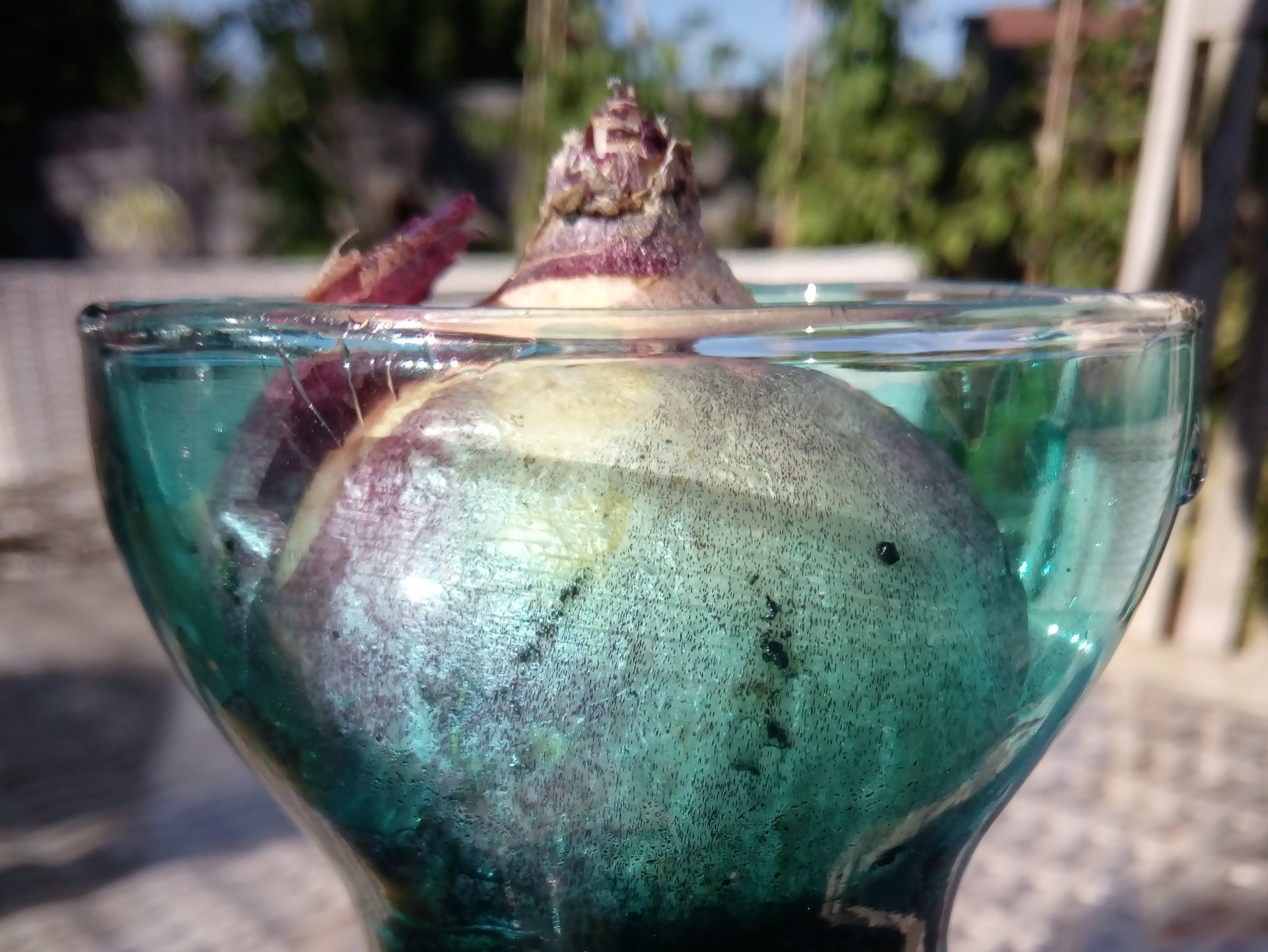 Prepared Hyacinth Bulb in a Glass Jar