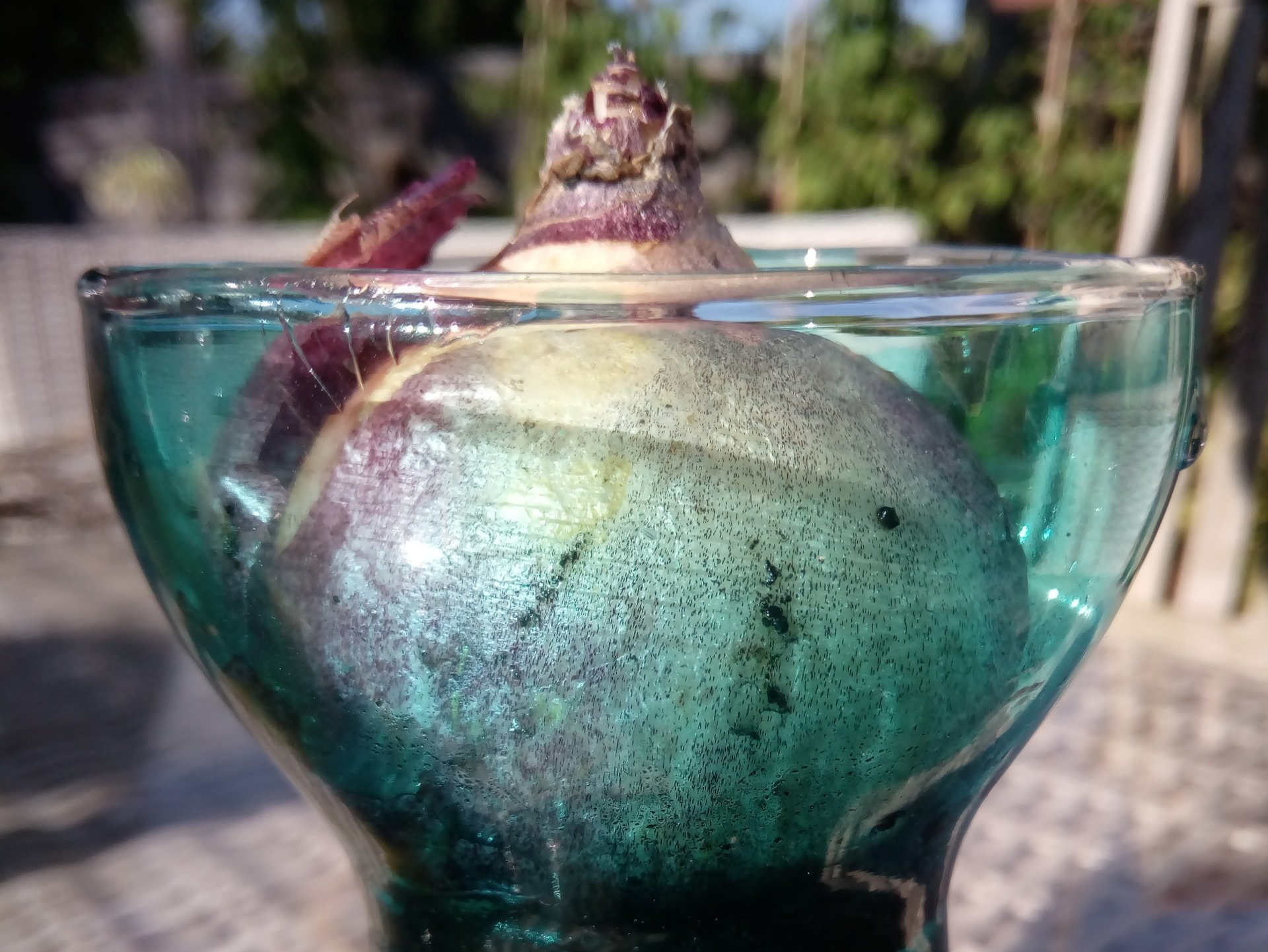 How to Grow Hyacinths in a Bulb Vase for Christmas