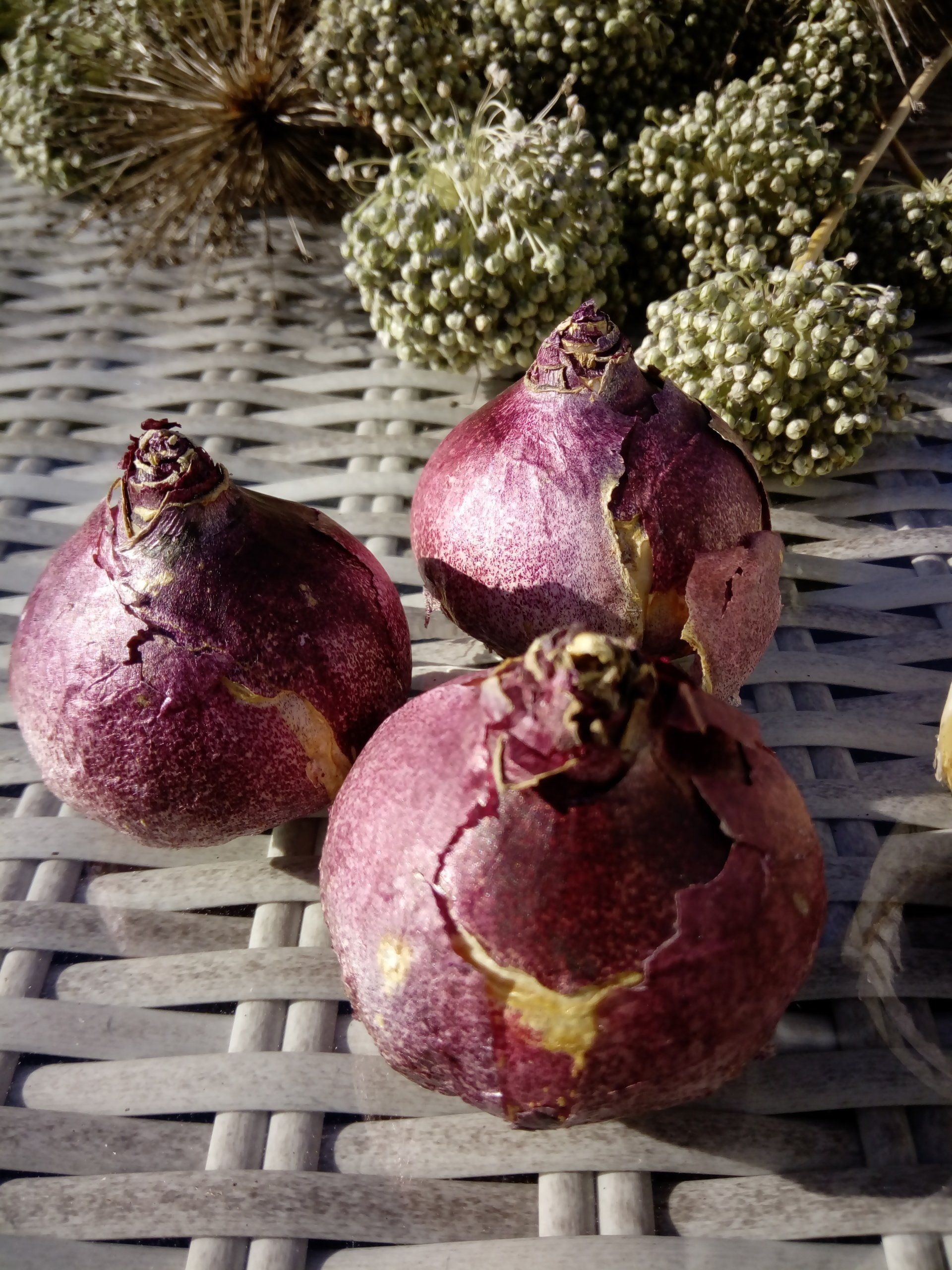 Prepared Hyacinth Bulbs - Woodstock