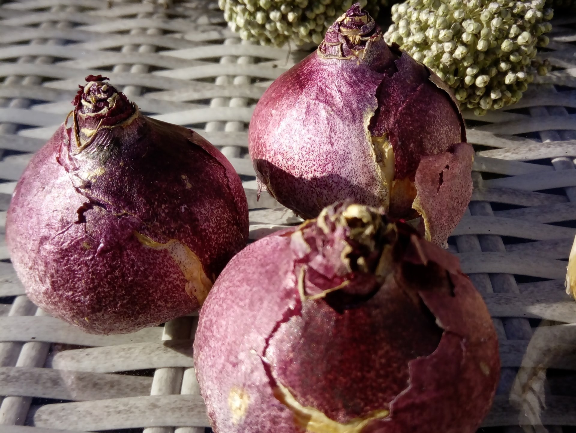 Purple Prepared Hyacinth Bulbs