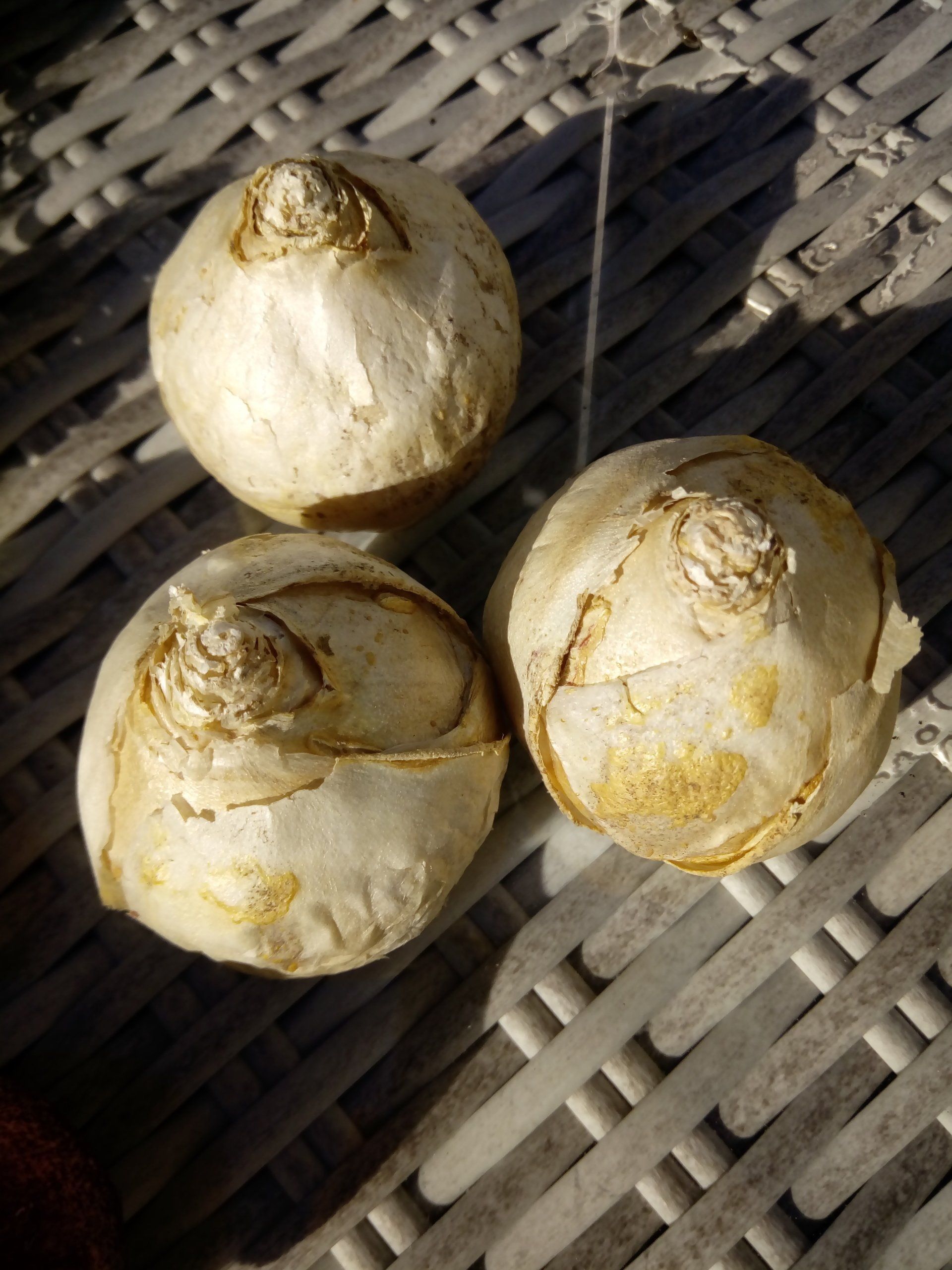 Pearl White Hyacinth Bulbs