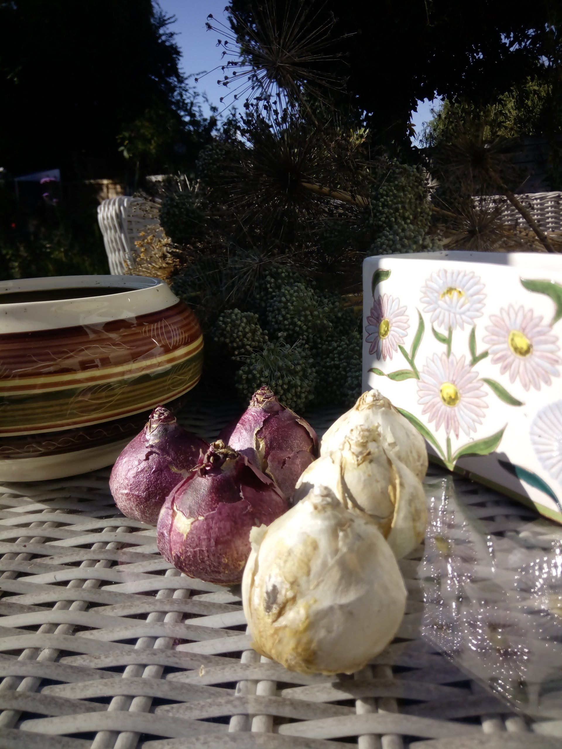 Woodstock and Pearl White Hyacinth Bulbs
