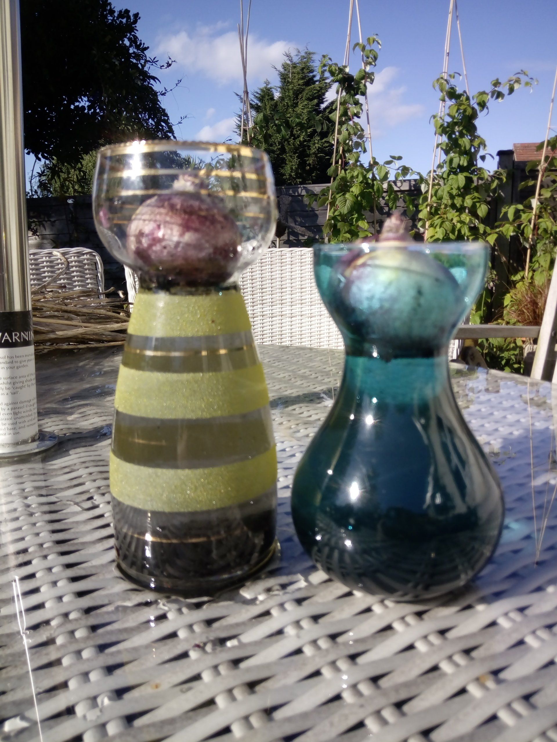 Prepared Hyacinths in Glass Bulb Vases