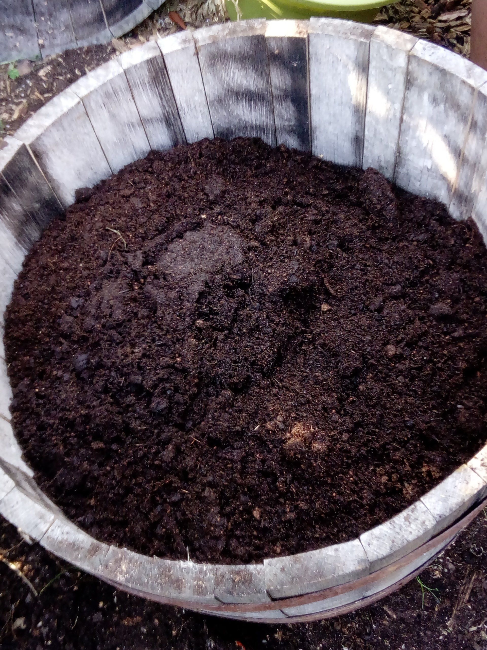 Wooden Barrel with Tree and Shrub Compost Added