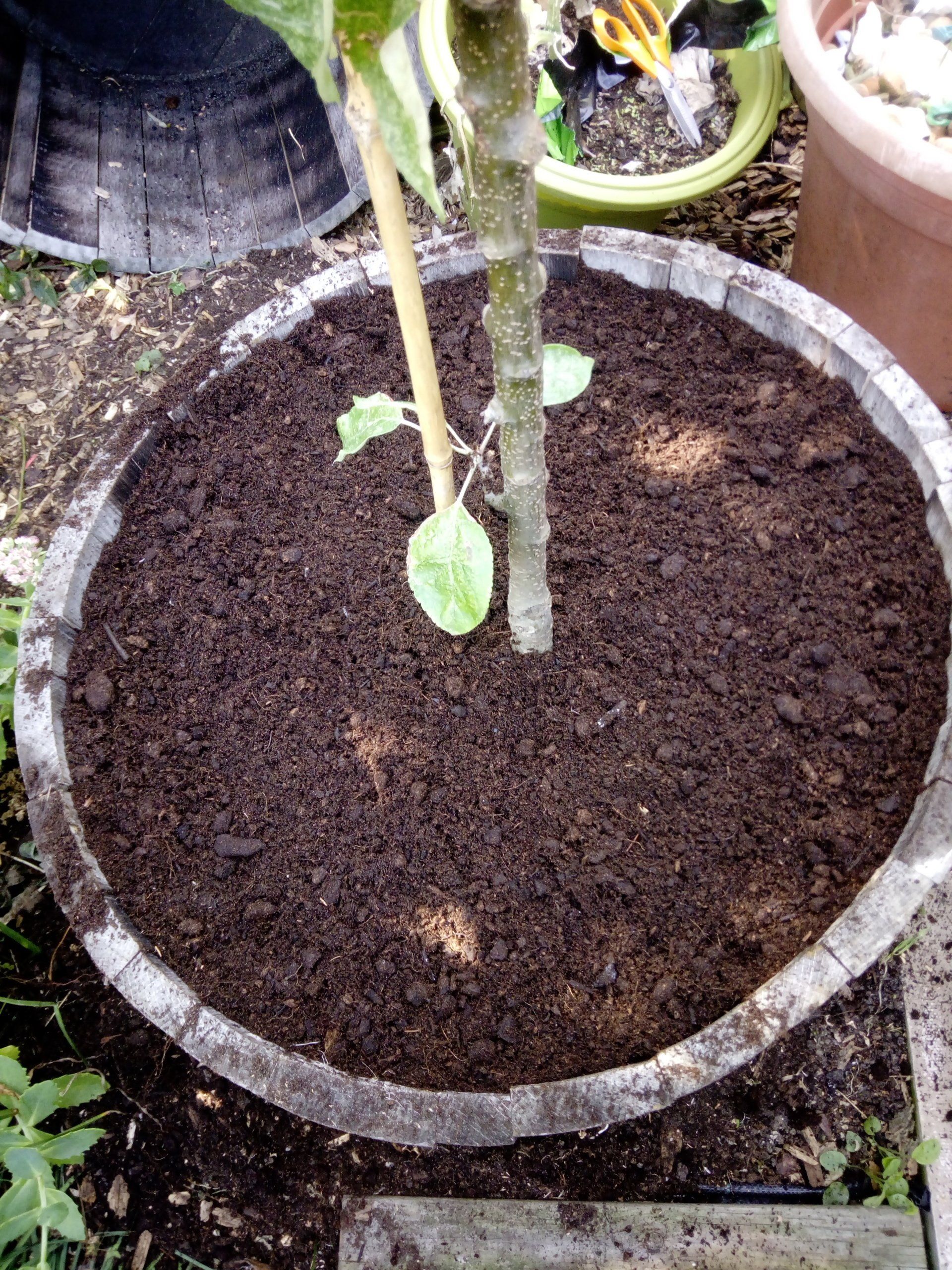Apple Tree Planting in Wooden Oak Whisky Barrel