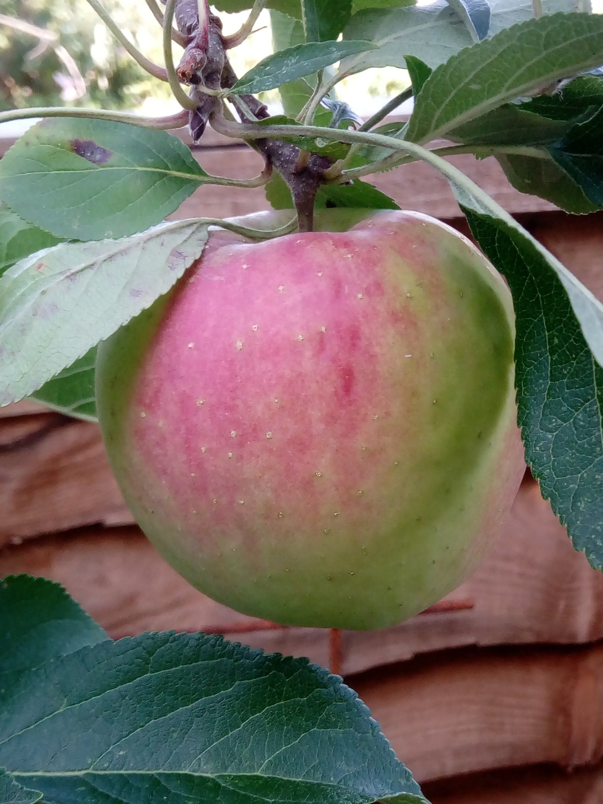 Delicious Apple on a Tree
