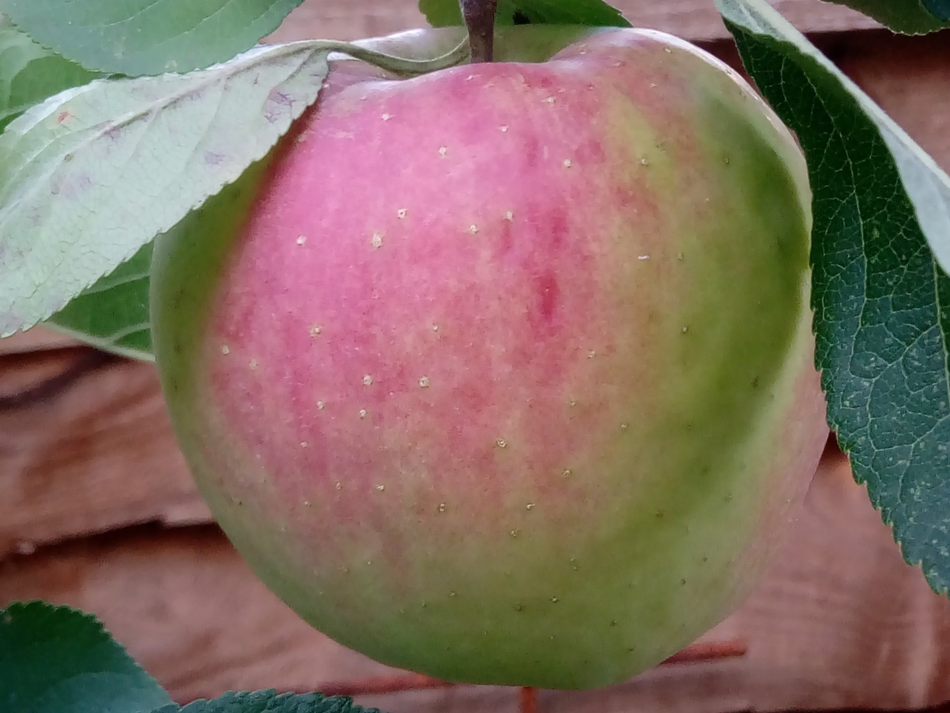 Ripe Apple on a Tree