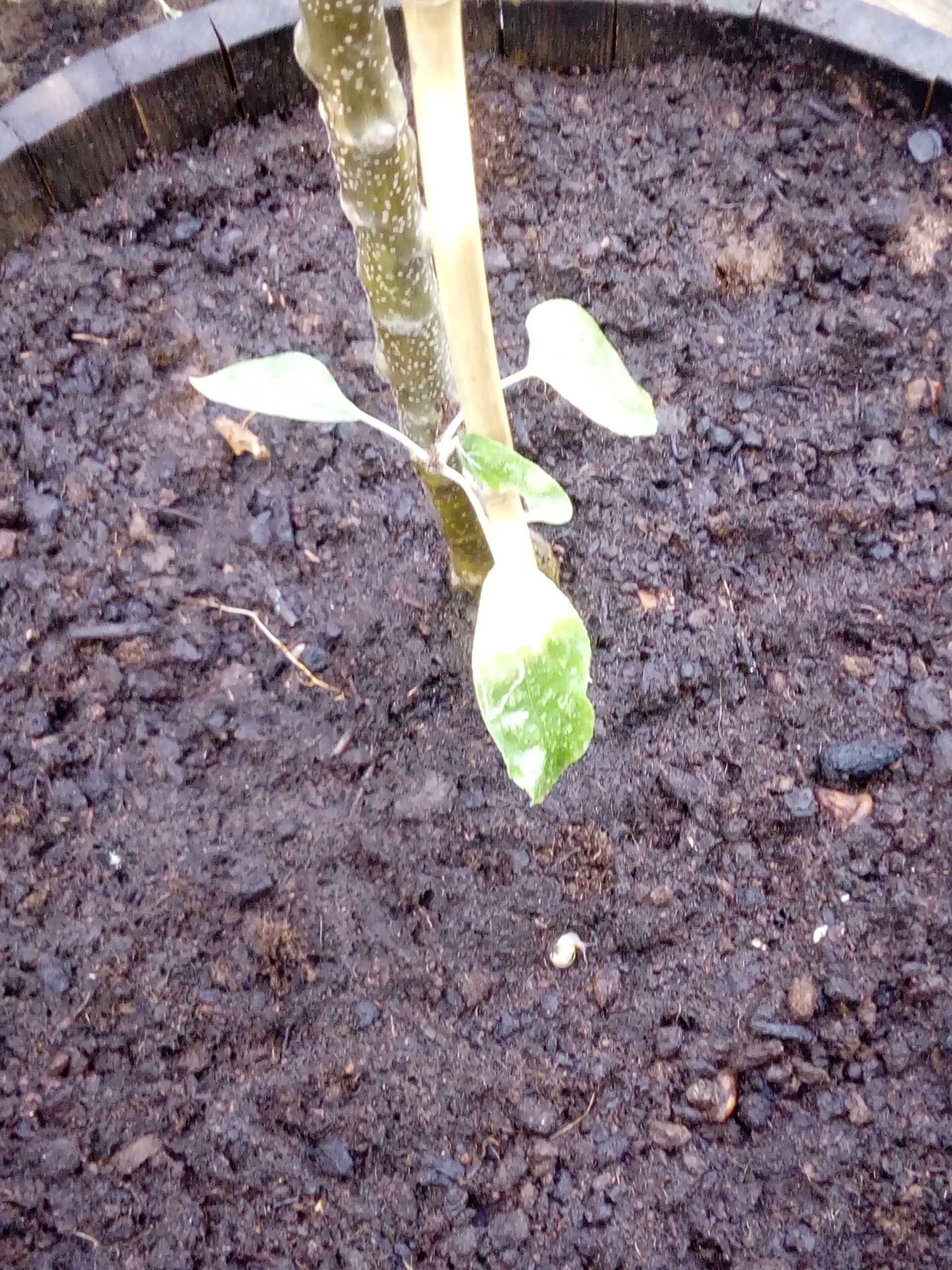 Apple Tree after watering in Wooden Oak Whisky Barrel